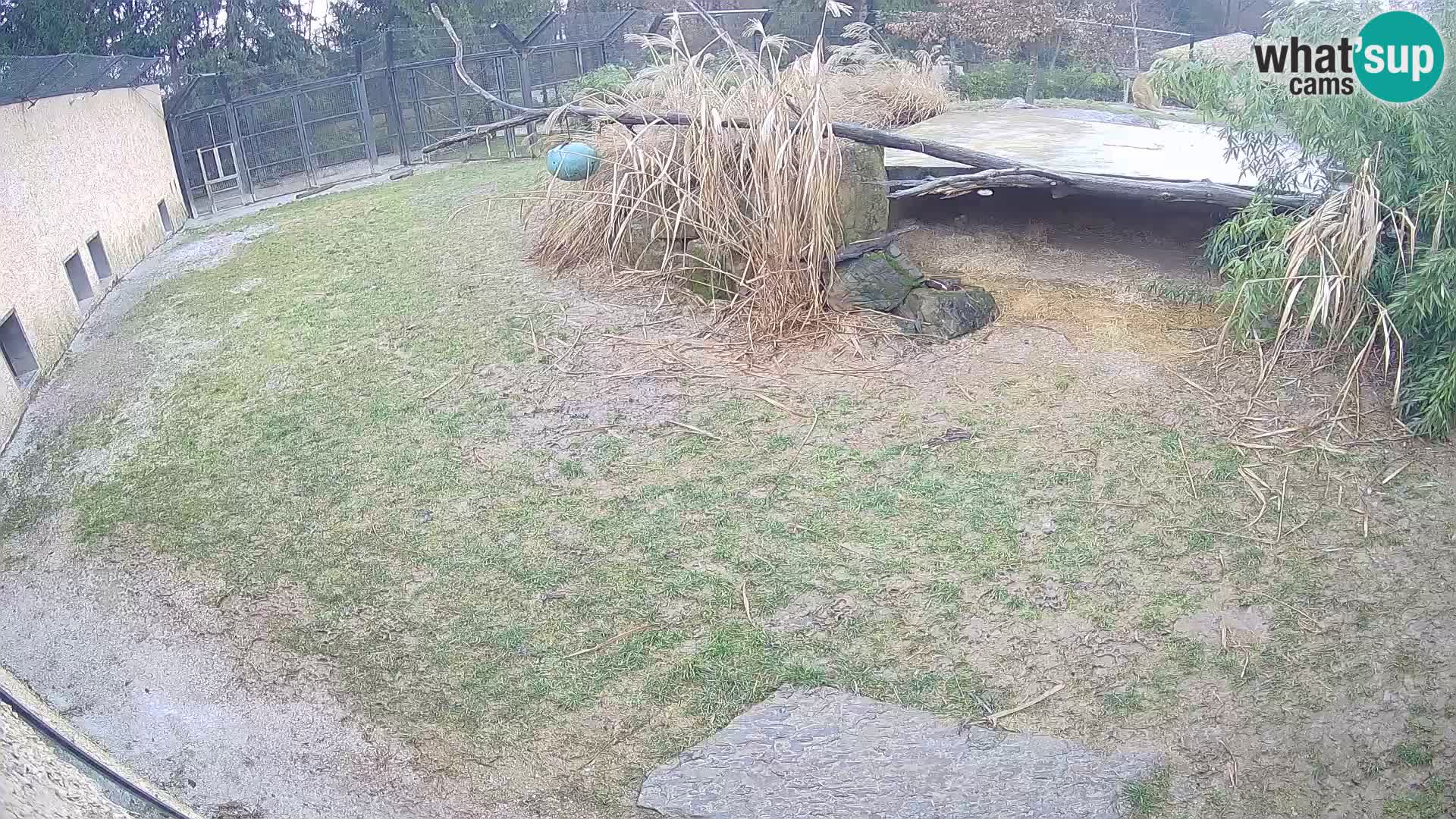 LION live Webcam in Ljubljana Zoo – Slovenia