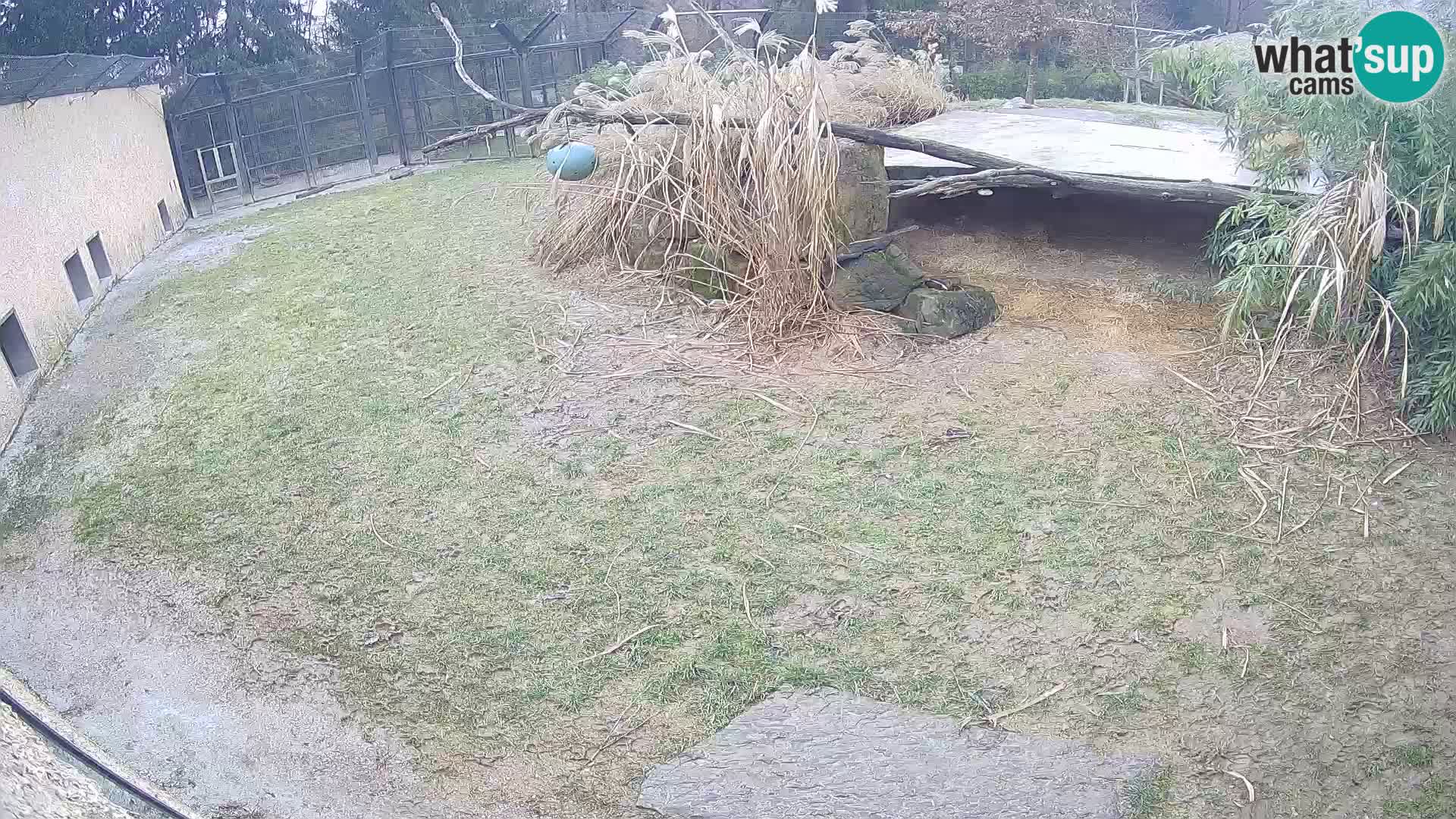 LEONE live Webcam nello zoo di Lubiana – Slovenia