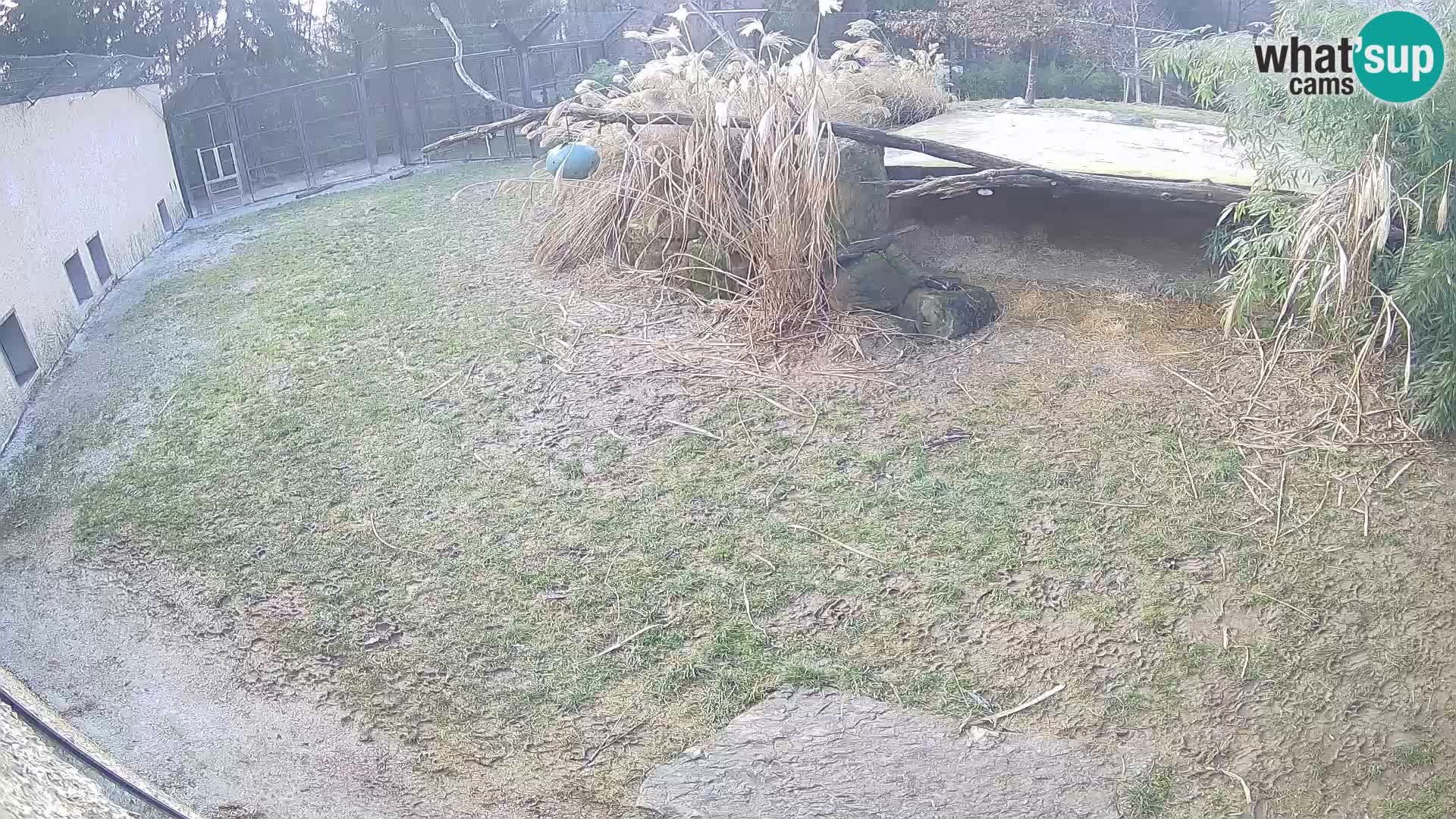 LEVI spletna kamera v živalskem vrtu Ljubljana Zoo