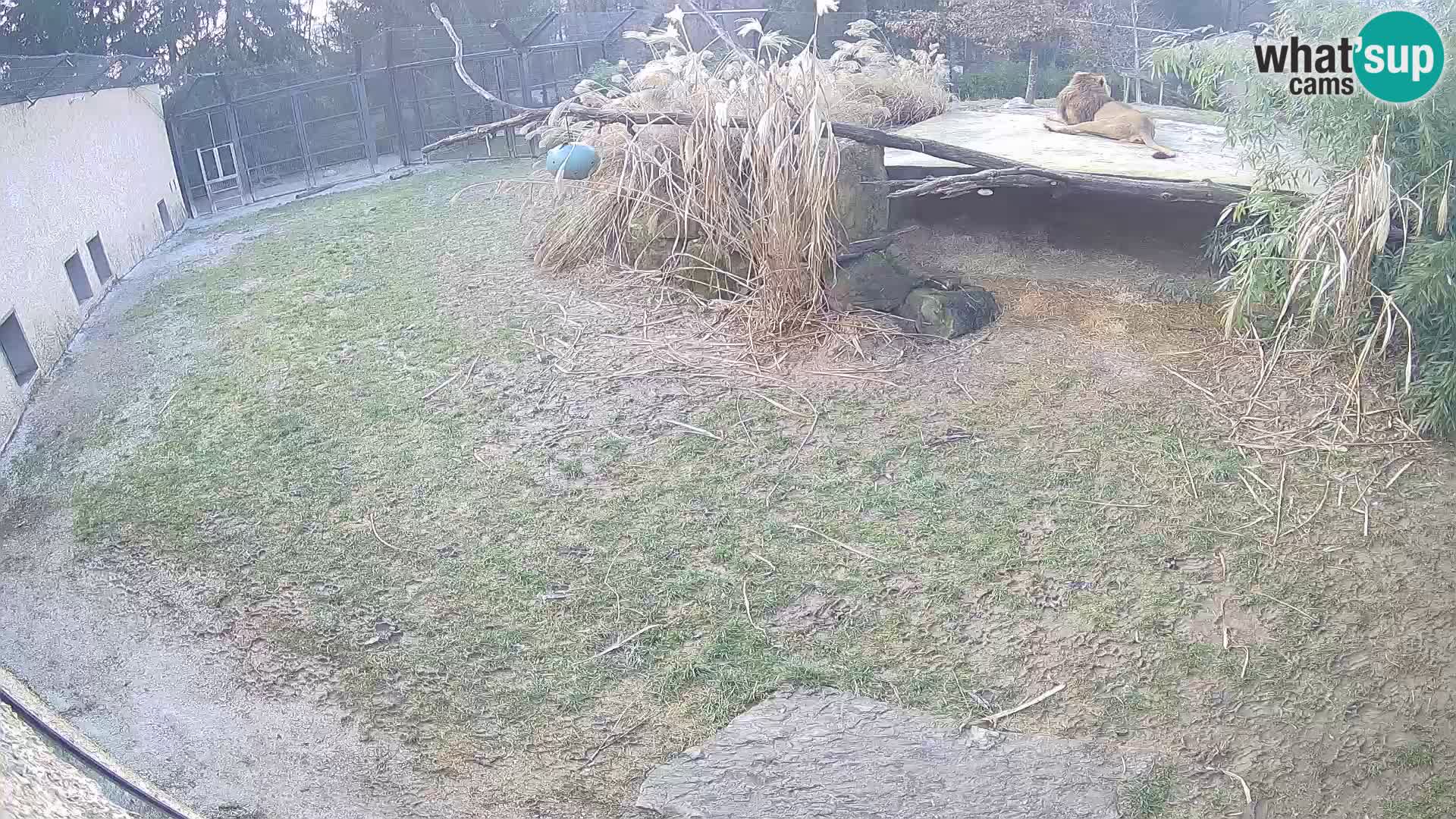 LEON Webcam en vivo en Ljubljana Zoo – Eslovenia