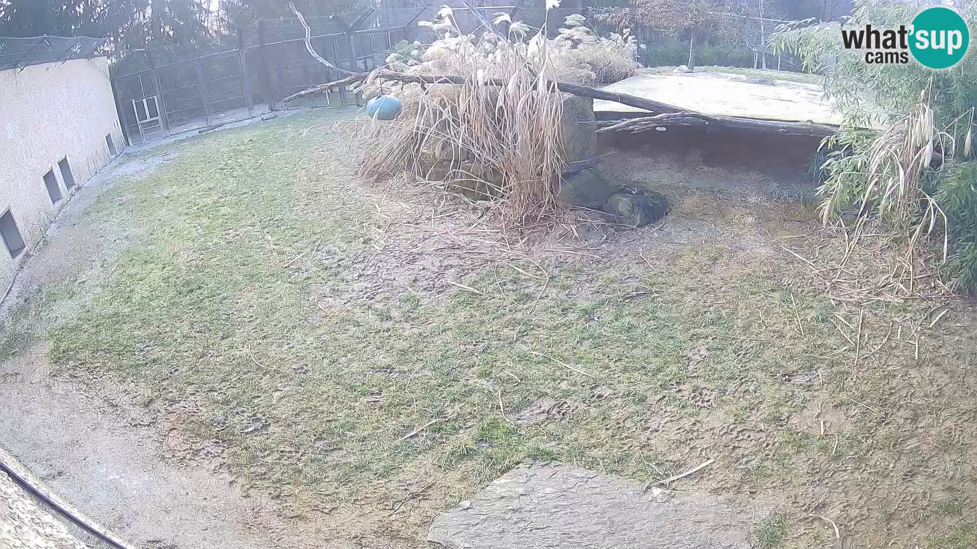 Lavovi web kamera uživo u ljubljanskom zoološkom vrtu – Slovenija