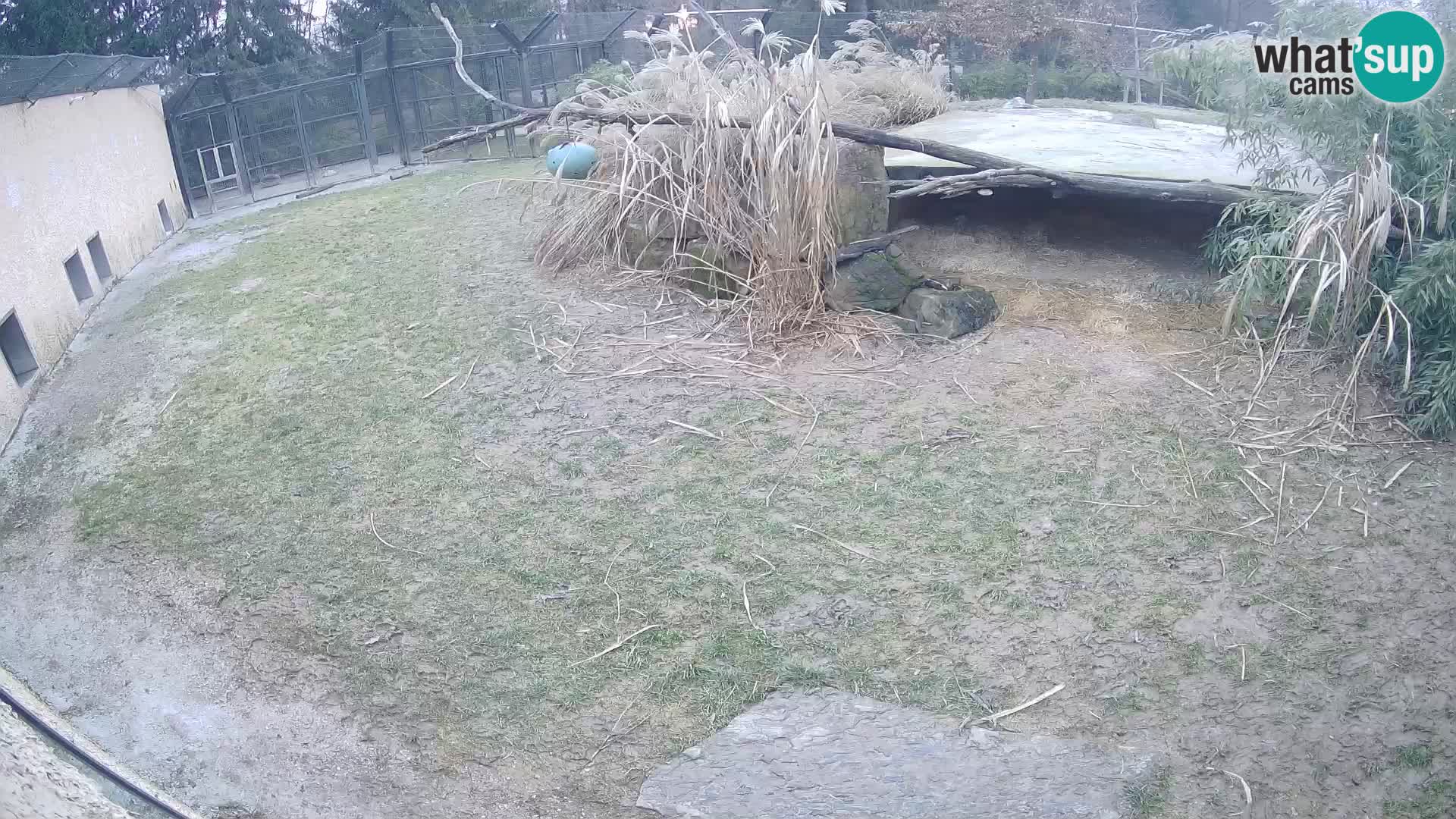Löwe live Webcam im Zoo von Ljubljana – Slowenien