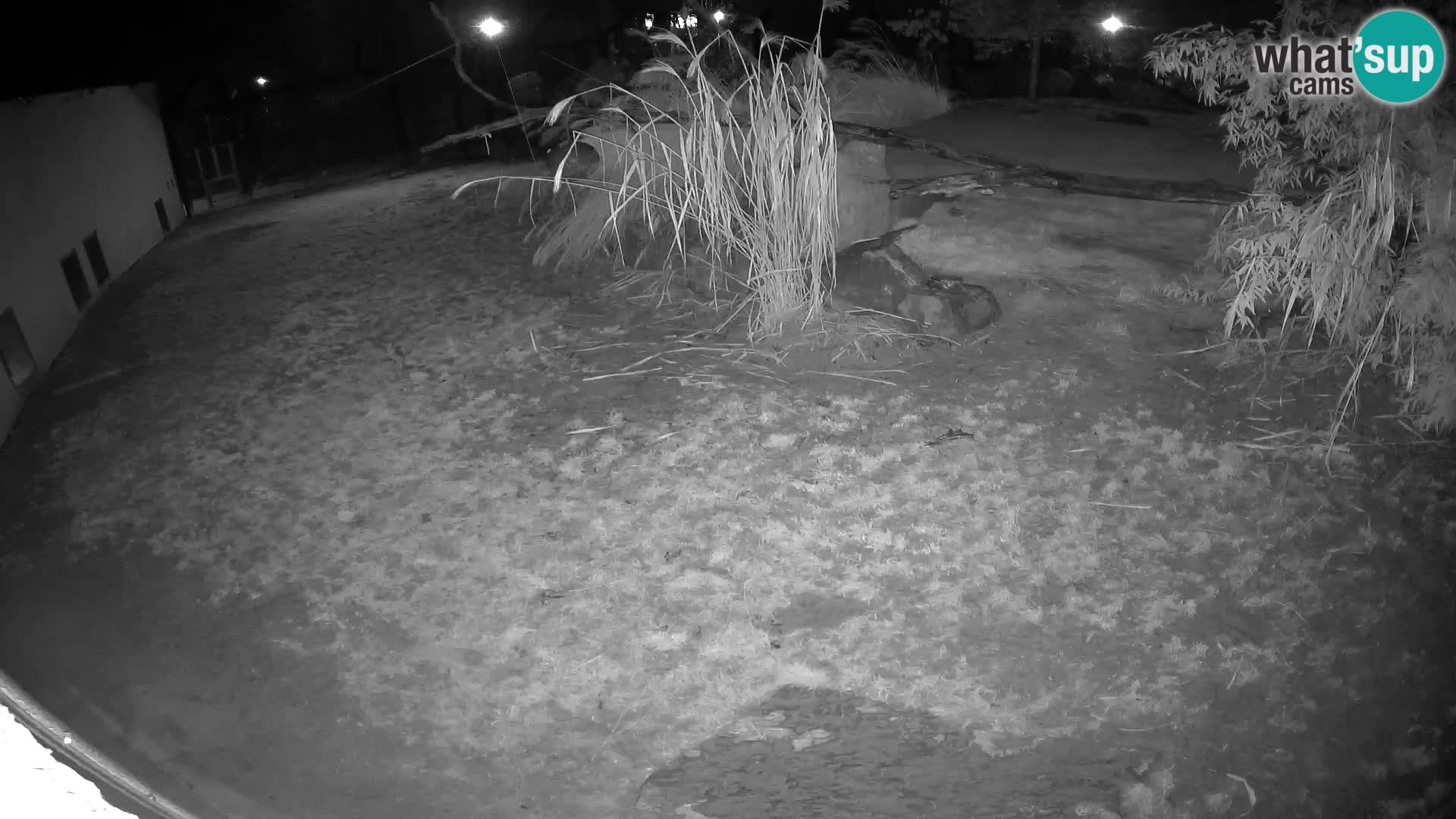 LION live Webcam in Ljubljana Zoo – Slovenia