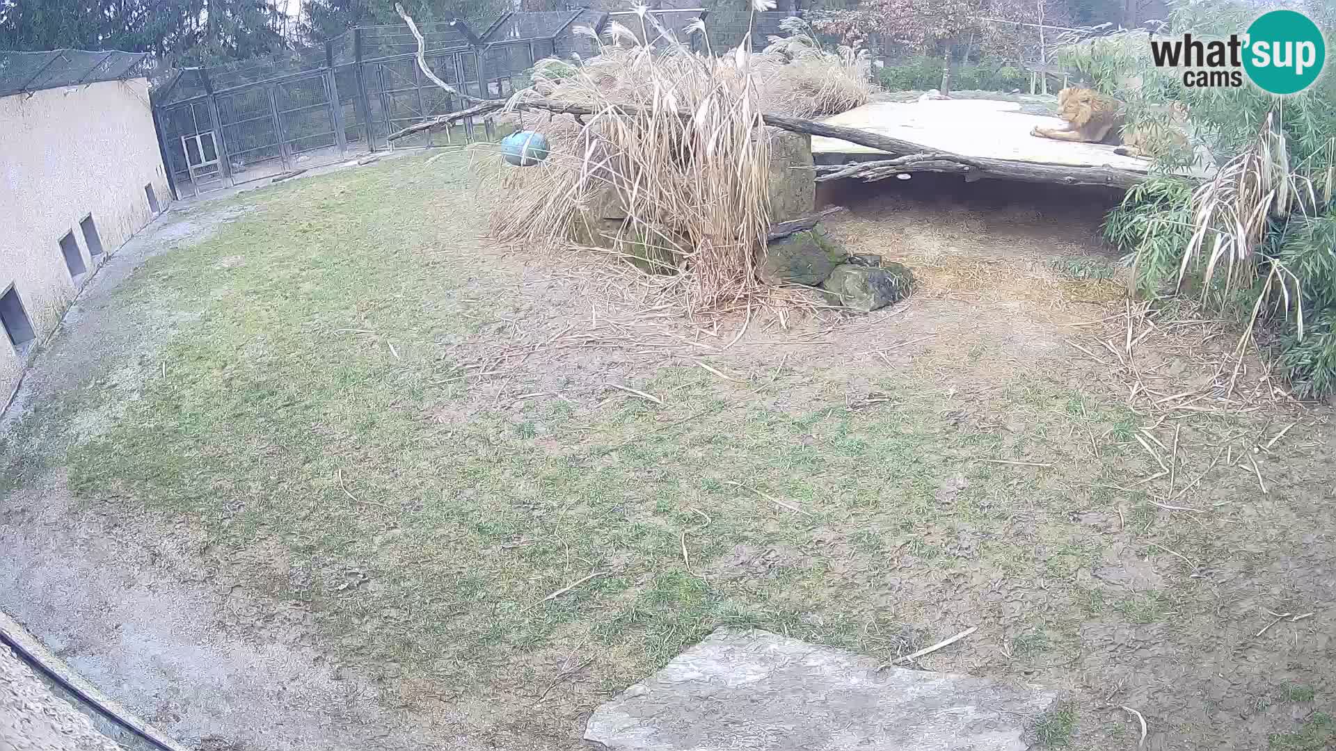 LEONE live Webcam nello zoo di Lubiana – Slovenia