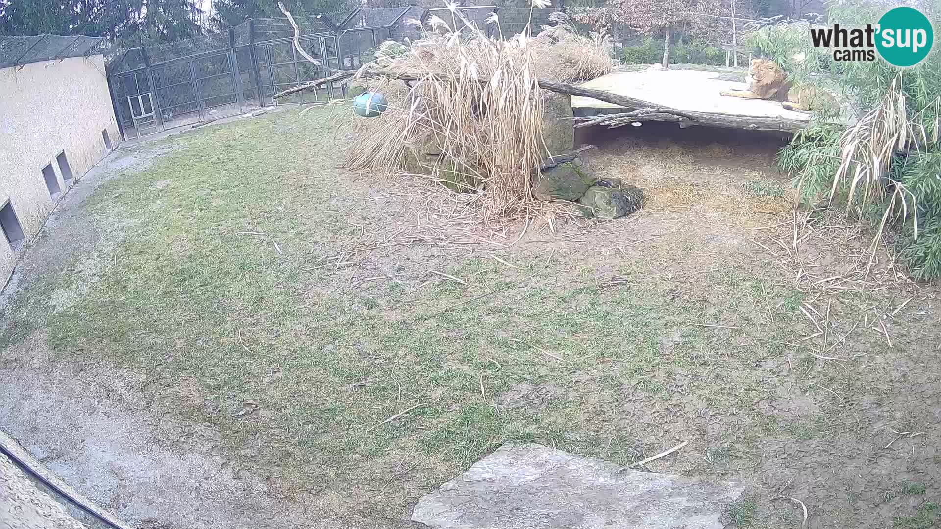 LION webcam en direct du zoo de Ljubljana – Slovénie