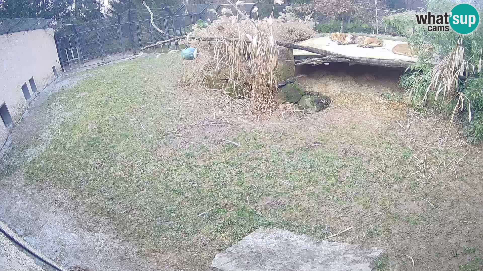 LION live Webcam in Ljubljana Zoo – Slovenia
