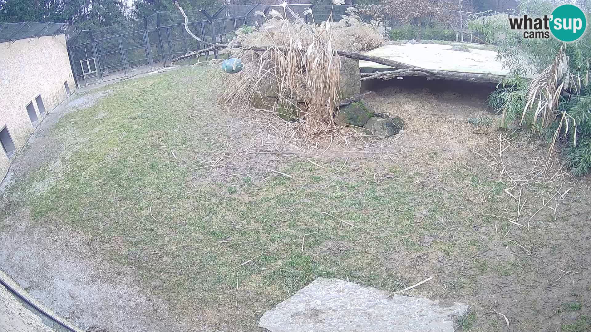 LEON Webcam en vivo en Ljubljana Zoo – Eslovenia