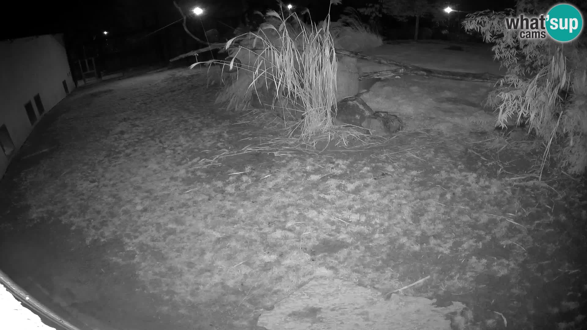 LION webcam en direct du zoo de Ljubljana – Slovénie