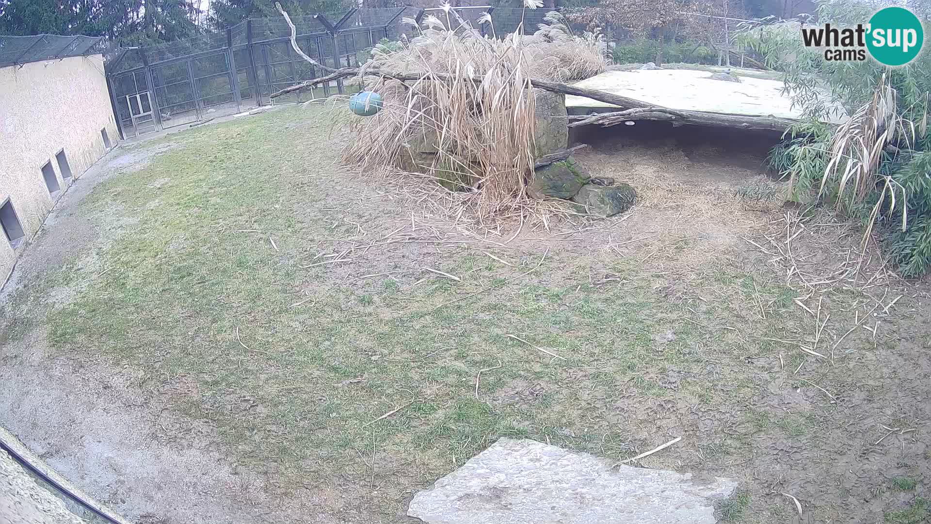 LEVI spletna kamera v živalskem vrtu Ljubljana Zoo