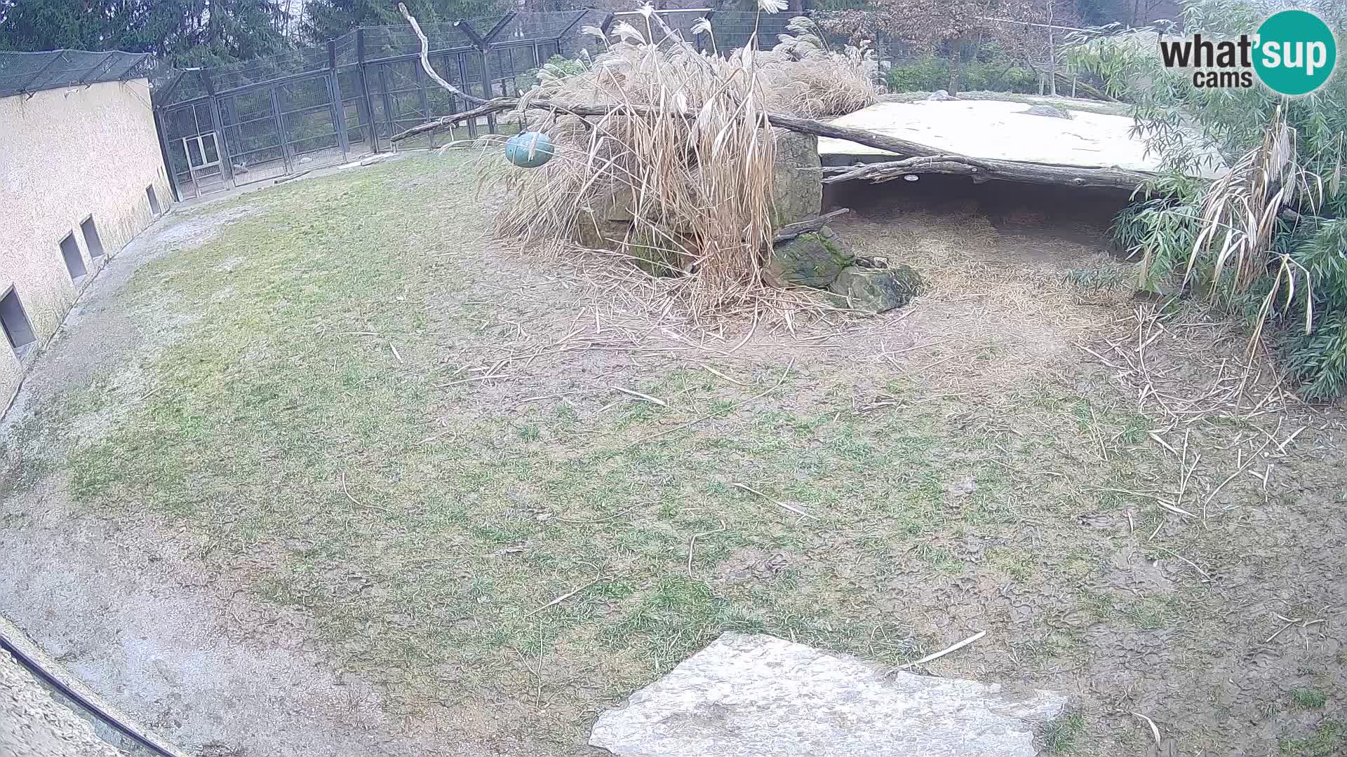 LEON Webcam en vivo en Ljubljana Zoo – Eslovenia