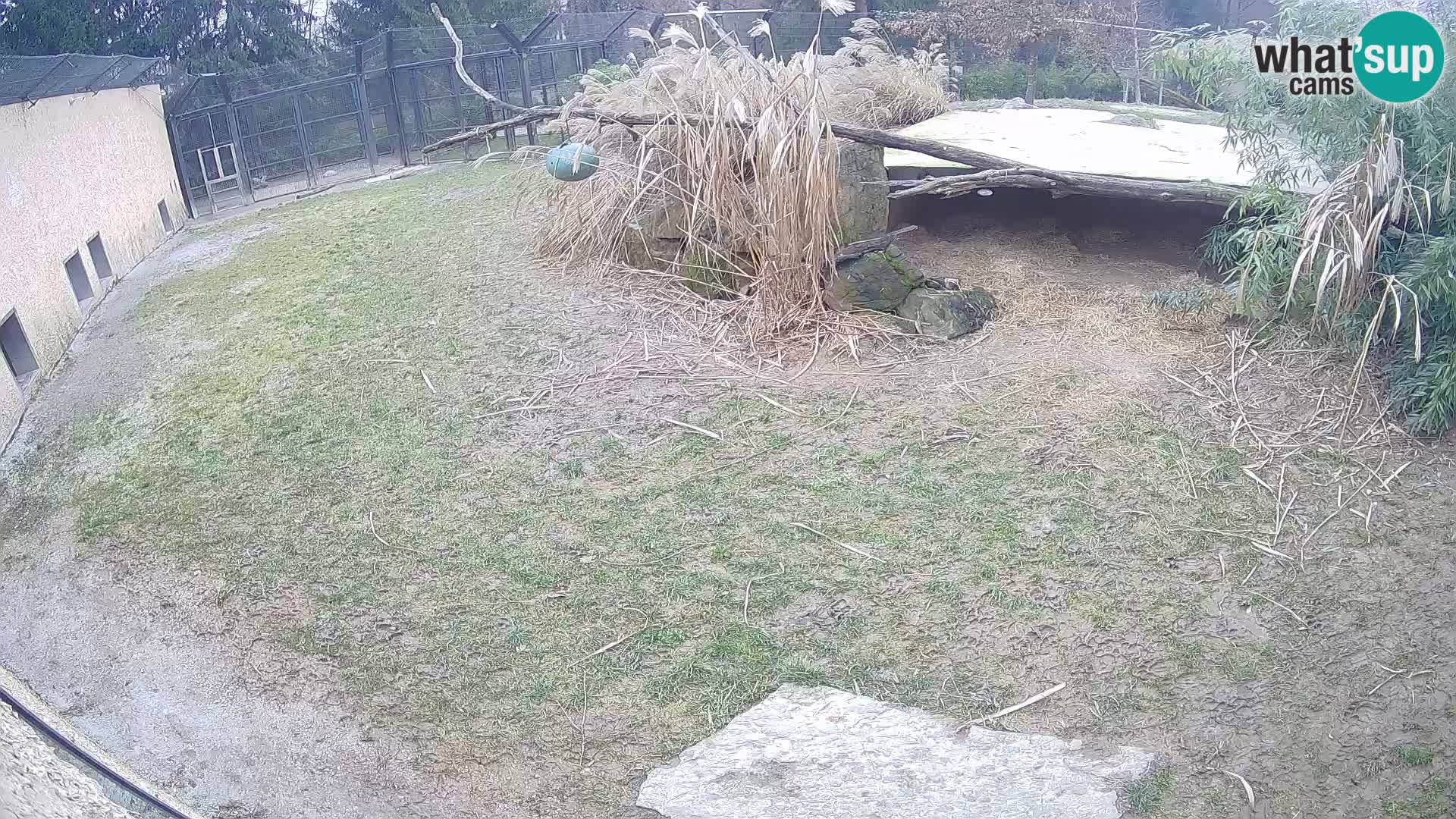 LEVI spletna kamera v živalskem vrtu Ljubljana Zoo