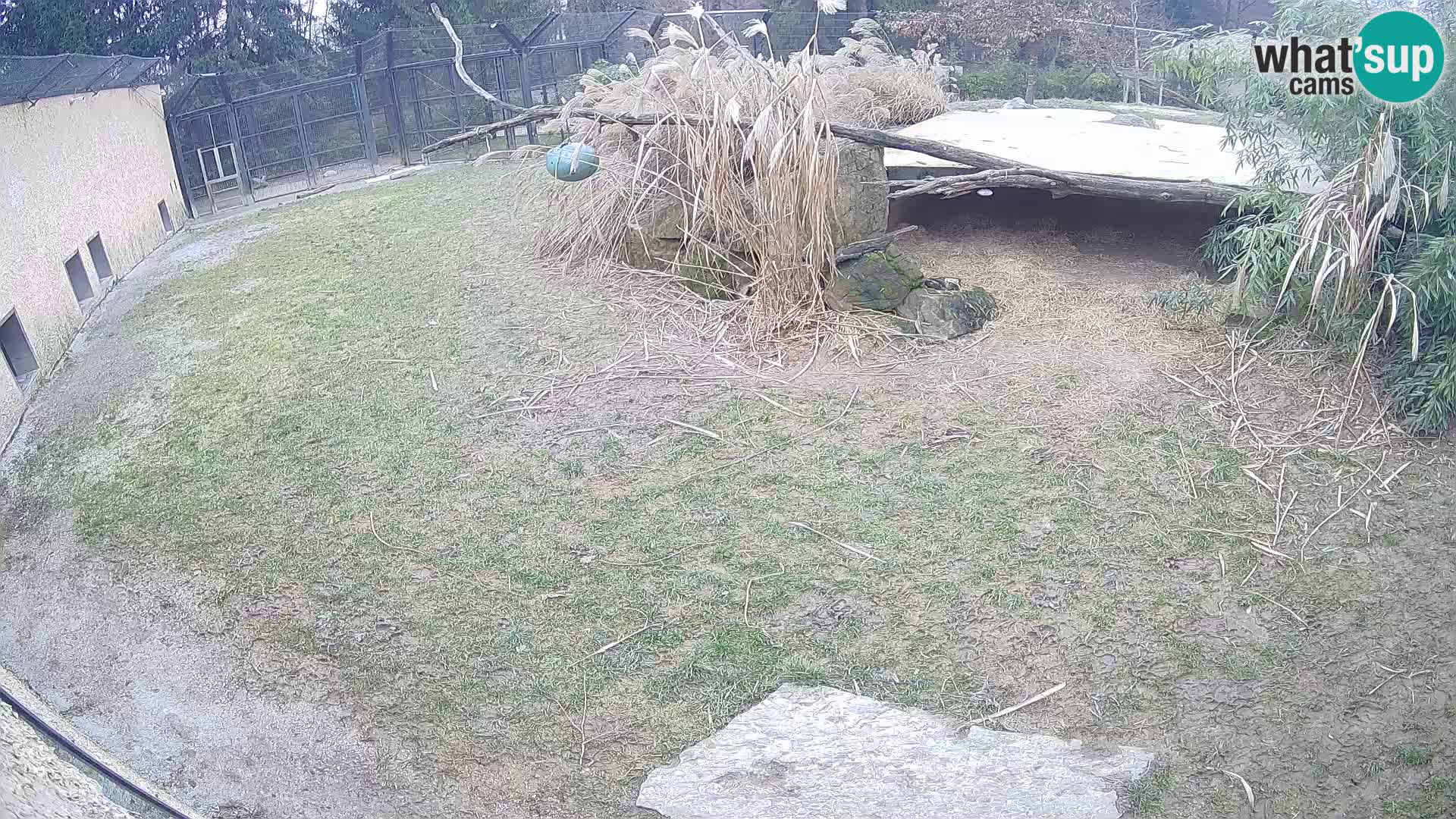 LEONE live Webcam nello zoo di Lubiana – Slovenia