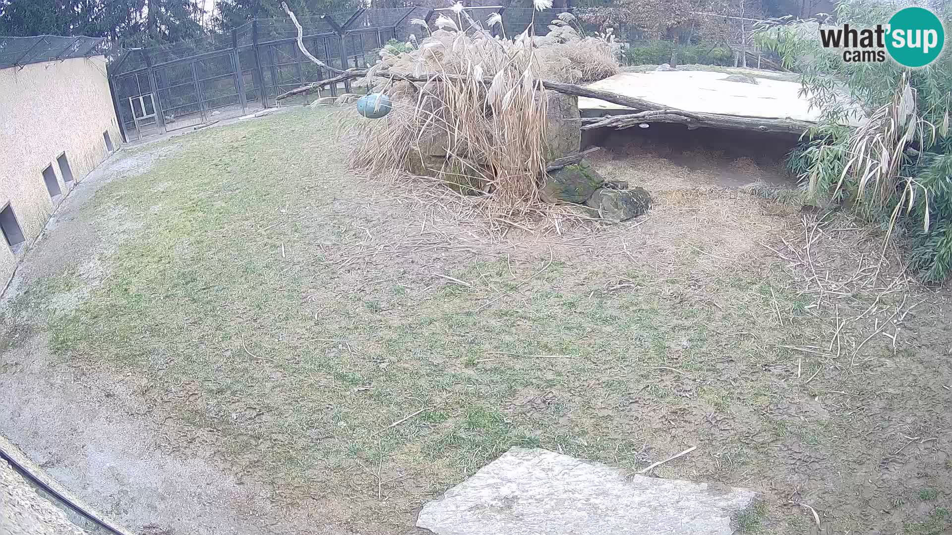 LION webcam en direct du zoo de Ljubljana – Slovénie