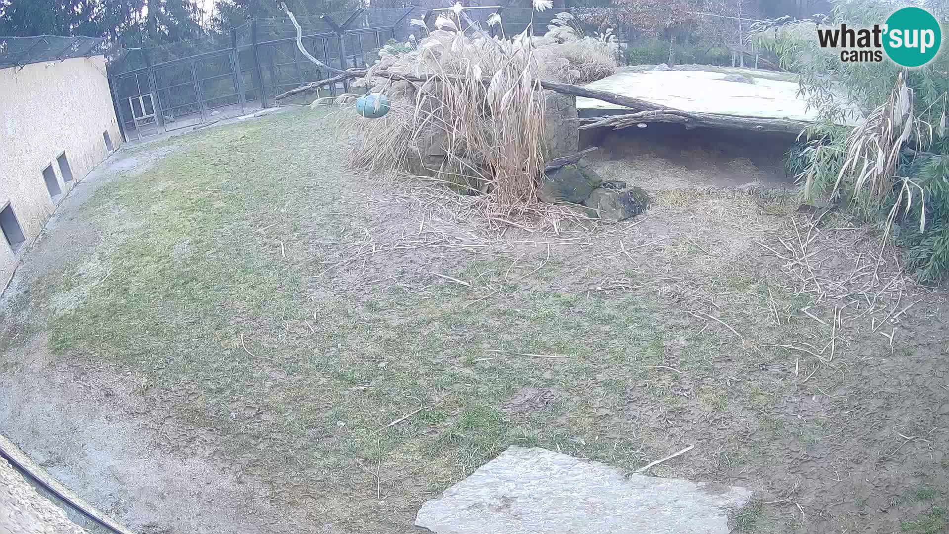 LION webcam en direct du zoo de Ljubljana – Slovénie