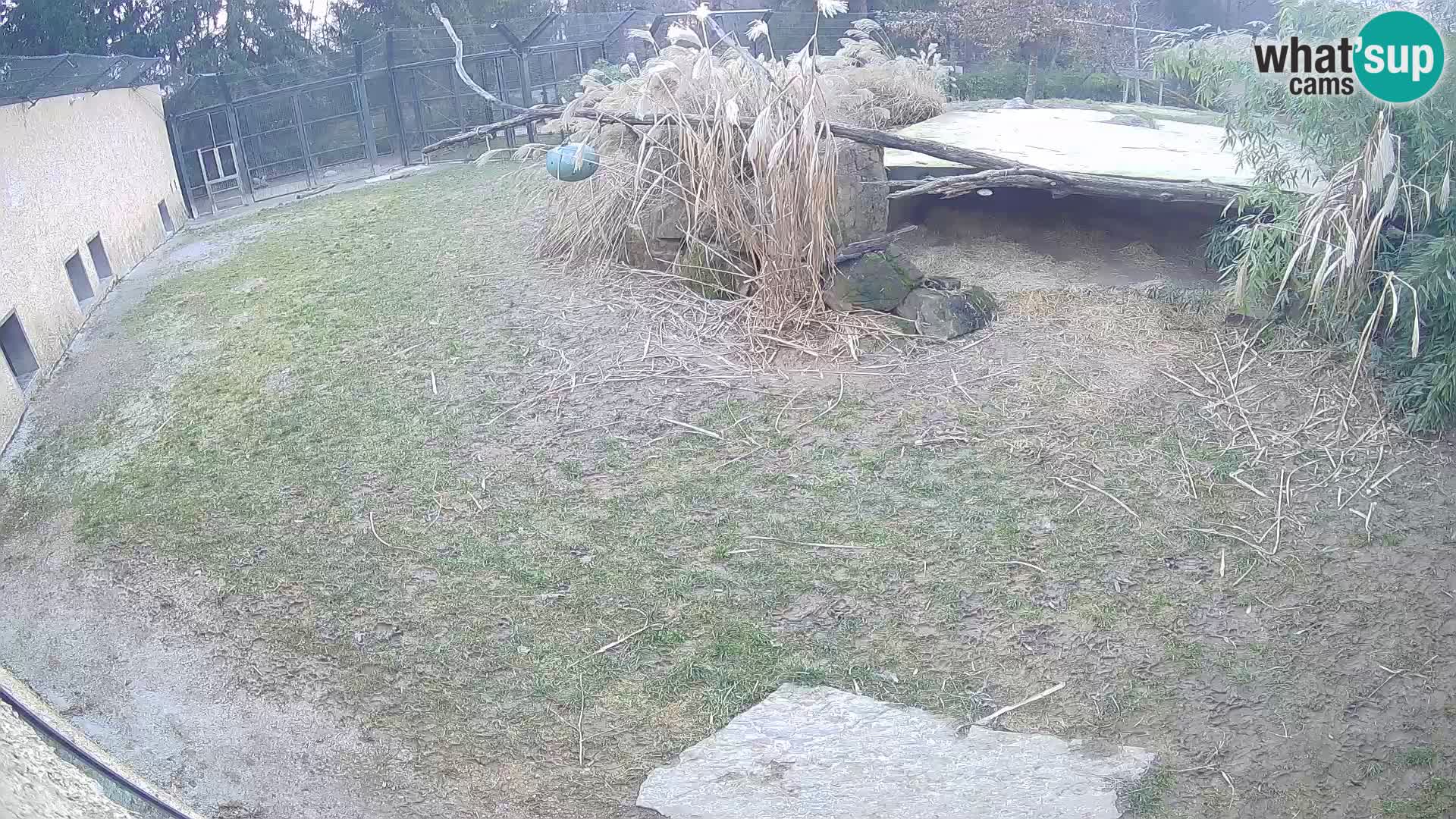 Lavovi web kamera uživo u ljubljanskom zoološkom vrtu – Slovenija