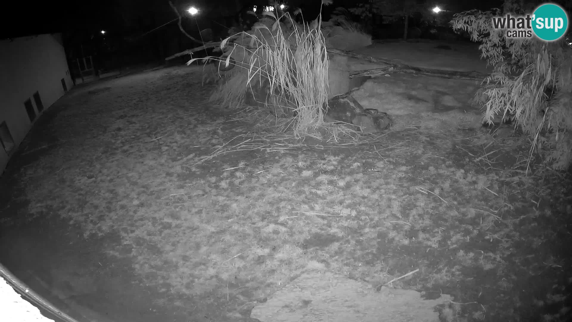 LION live Webcam in Ljubljana Zoo – Slovenia