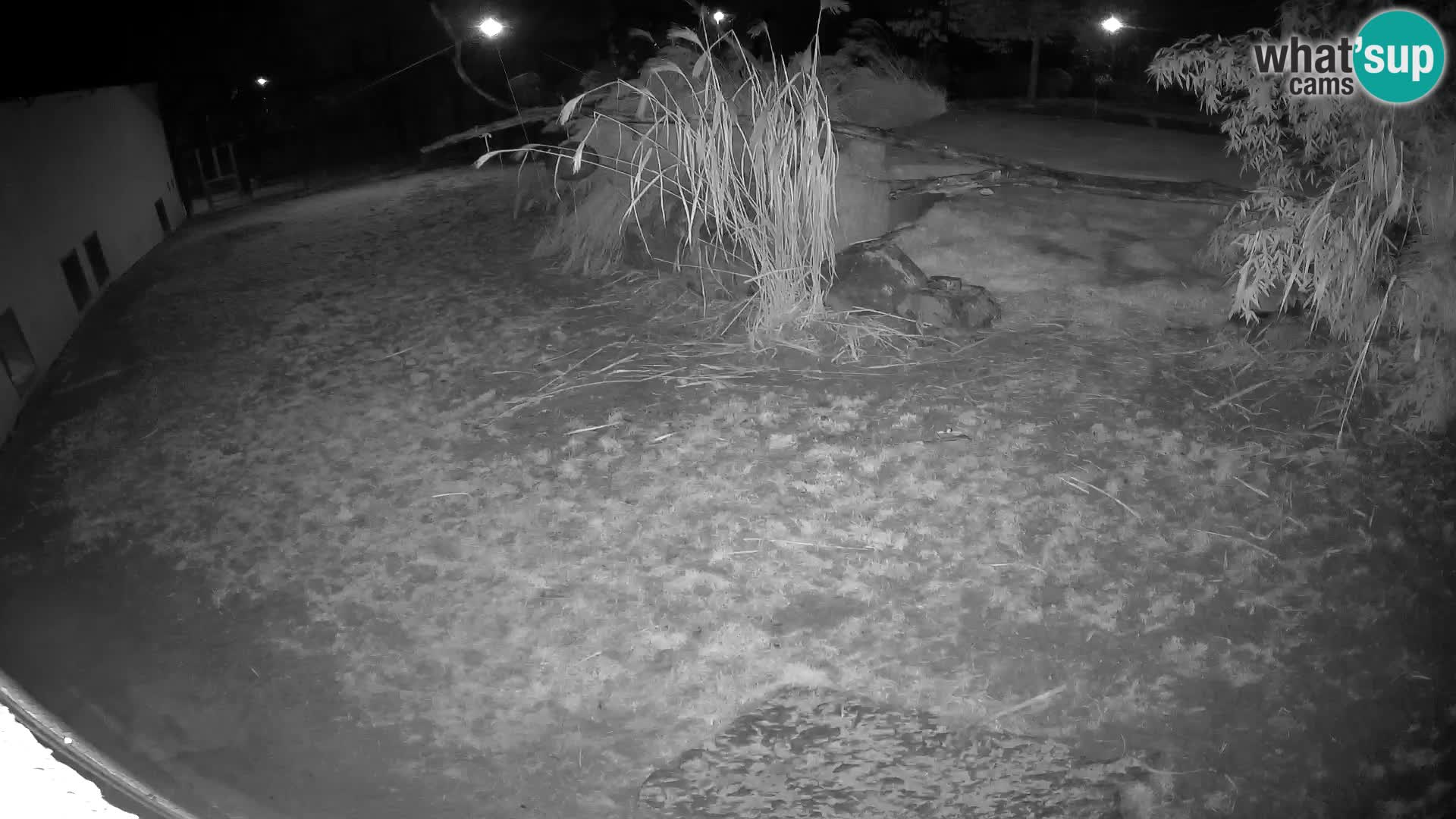 LION live Webcam in Ljubljana Zoo – Slovenia