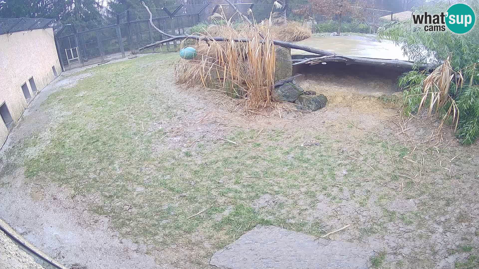LION live Webcam in Ljubljana Zoo – Slovenia
