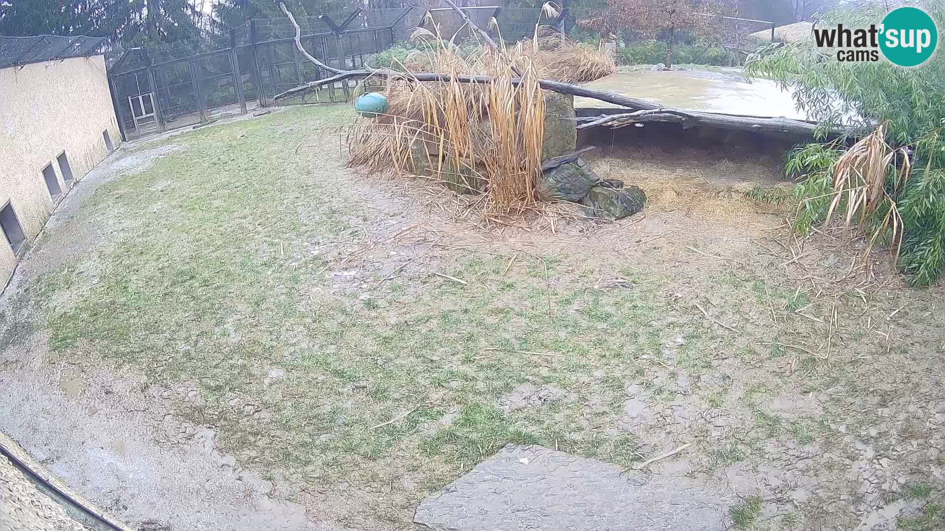 LION webcam en direct du zoo de Ljubljana – Slovénie