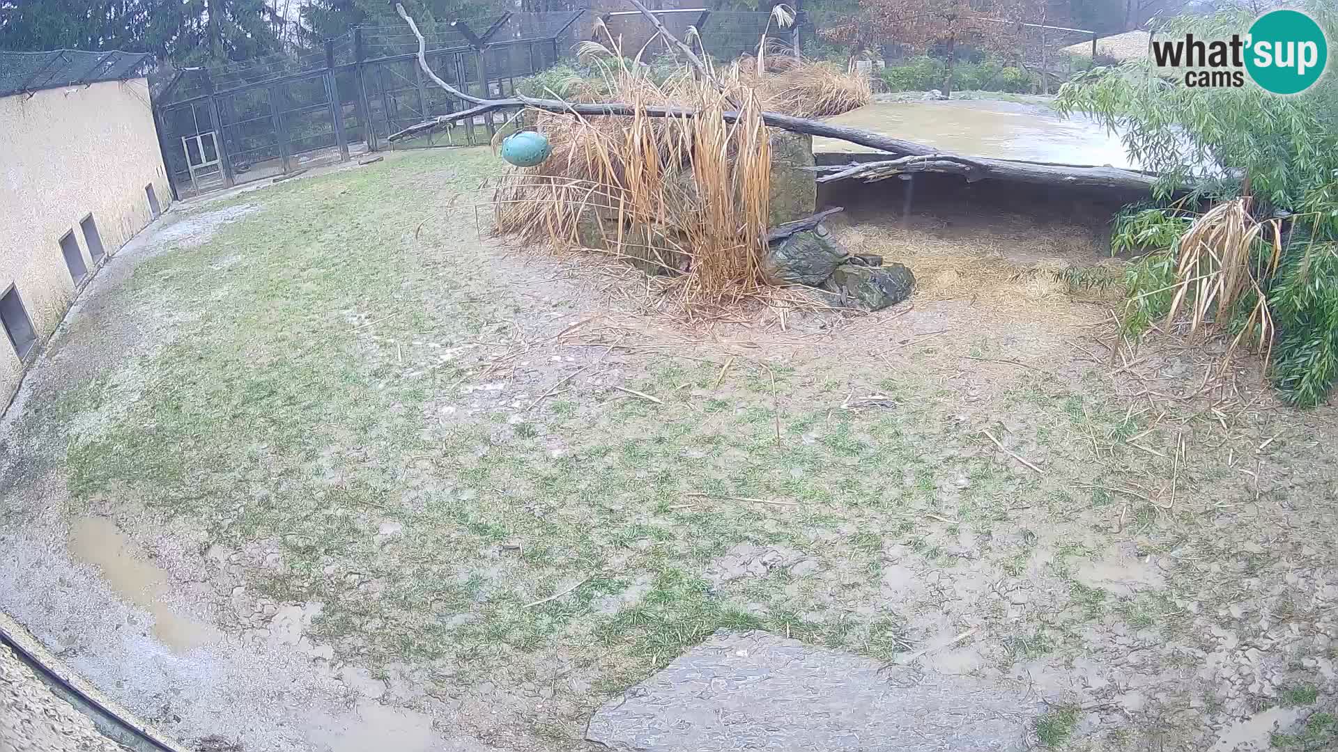 LEON Webcam en vivo en Ljubljana Zoo – Eslovenia