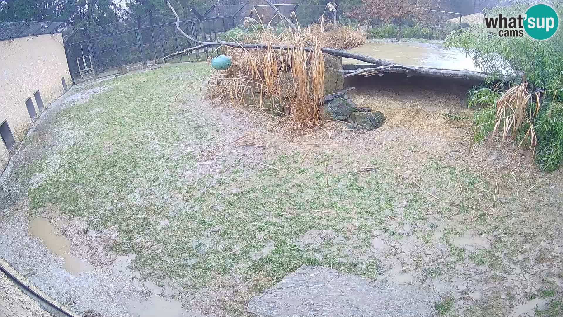 LION live Webcam in Ljubljana Zoo – Slovenia