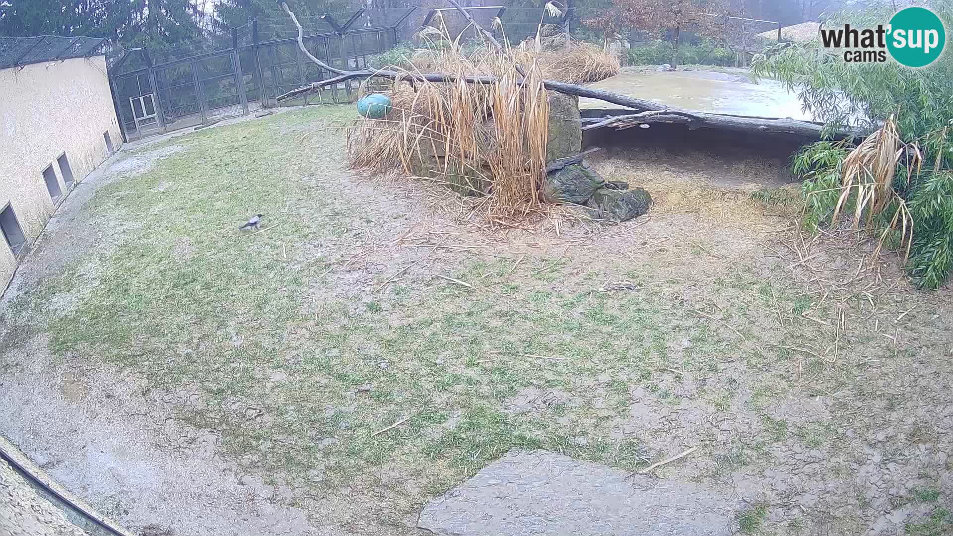 LEONE live Webcam nello zoo di Lubiana – Slovenia