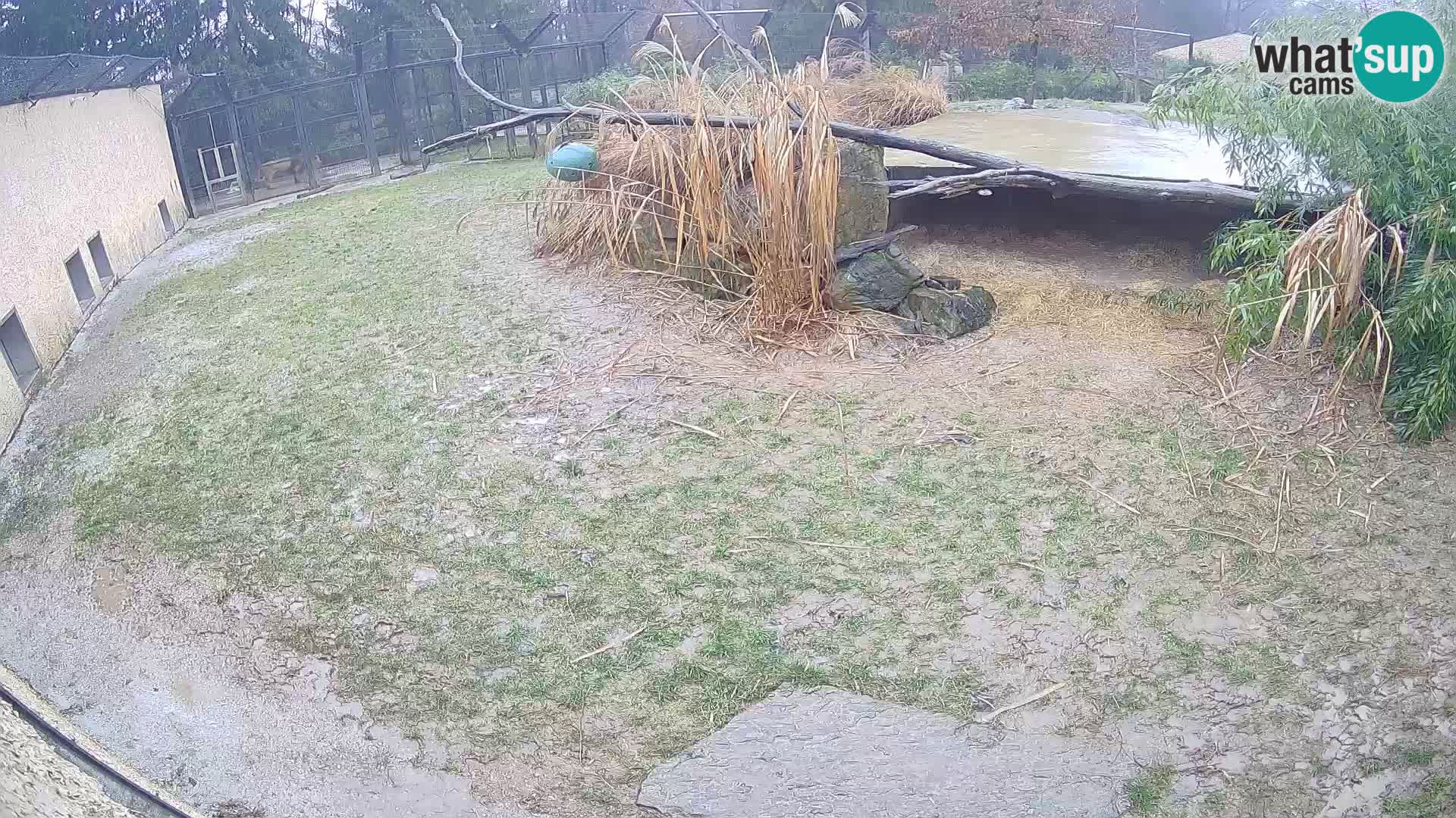 LEONE live Webcam nello zoo di Lubiana – Slovenia