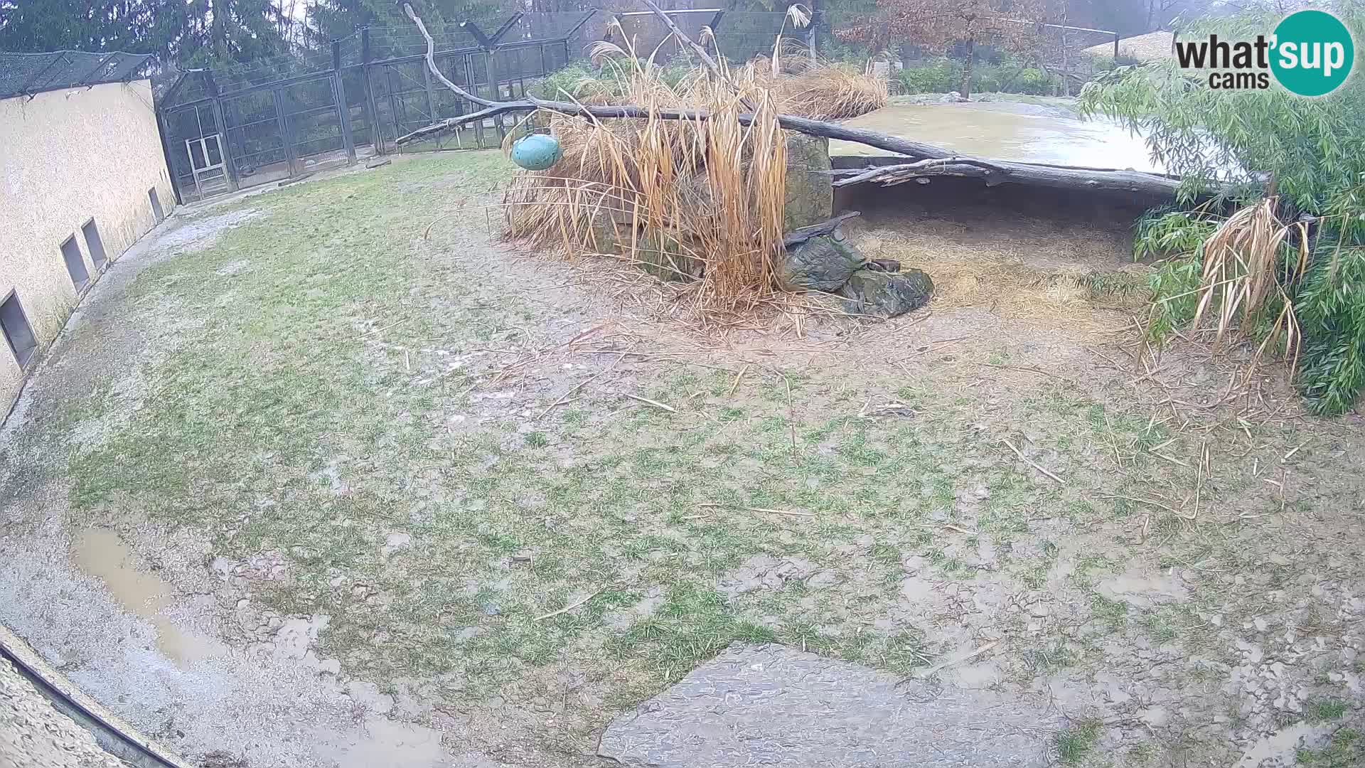 Lavovi web kamera uživo u ljubljanskom zoološkom vrtu – Slovenija