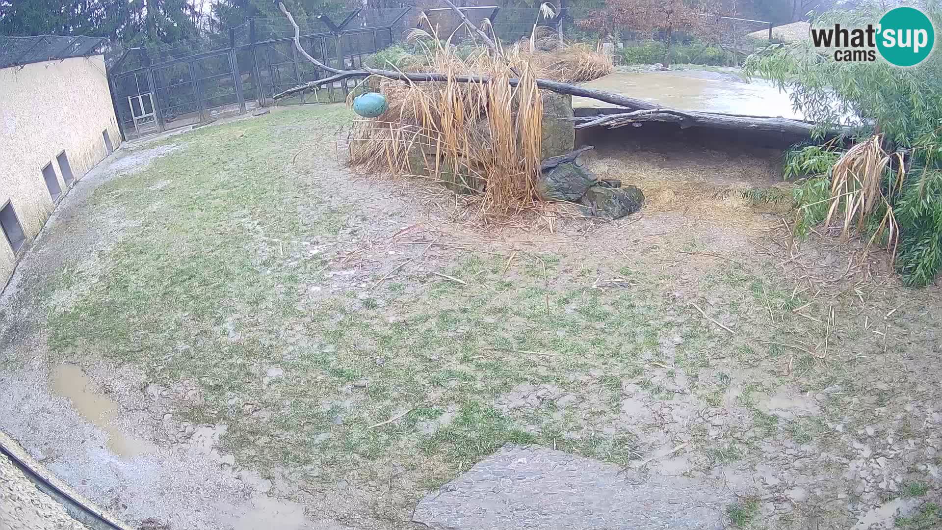 LION webcam en direct du zoo de Ljubljana – Slovénie