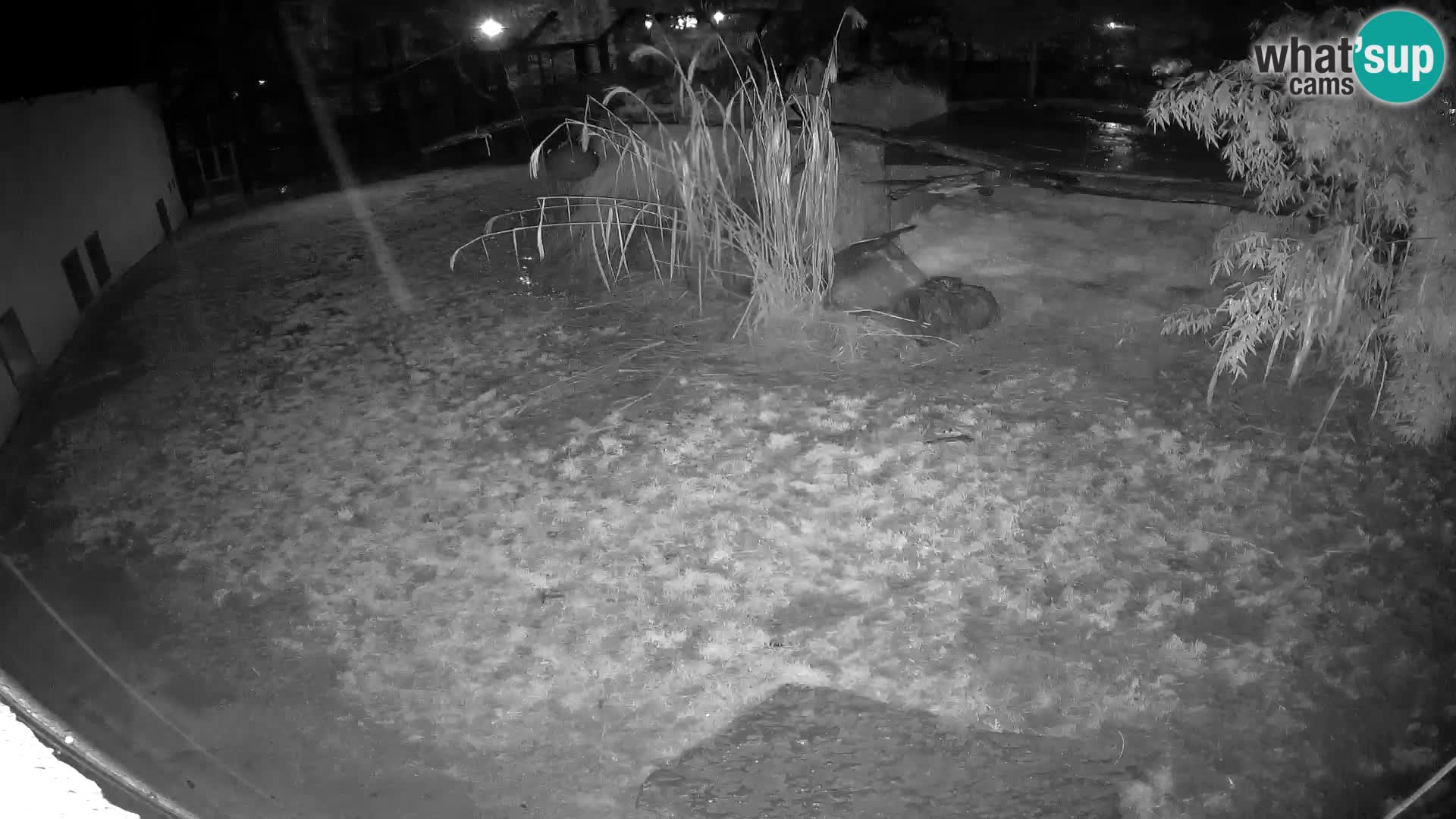 Löwe live Webcam im Zoo von Ljubljana – Slowenien