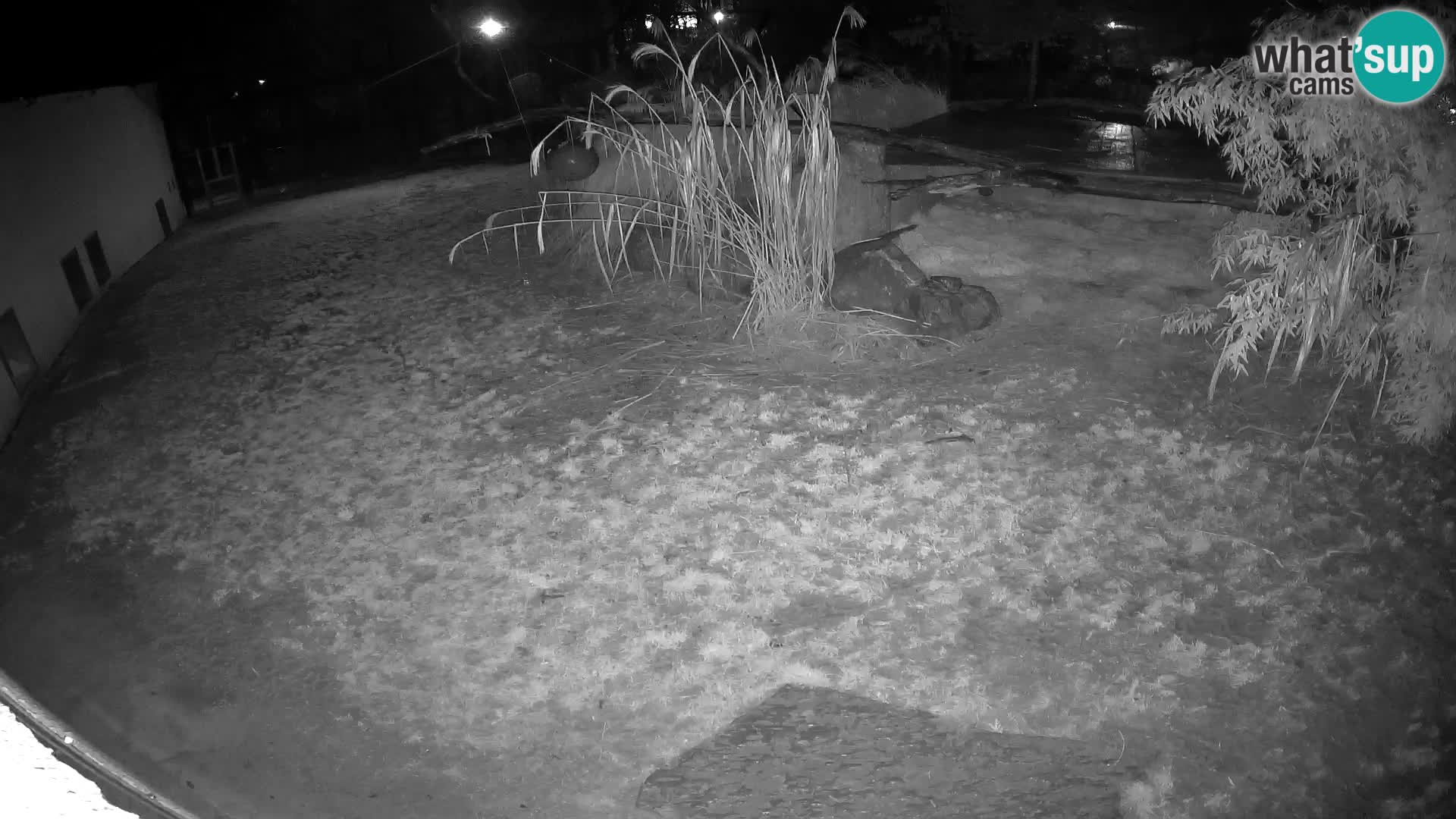 LION webcam en direct du zoo de Ljubljana – Slovénie