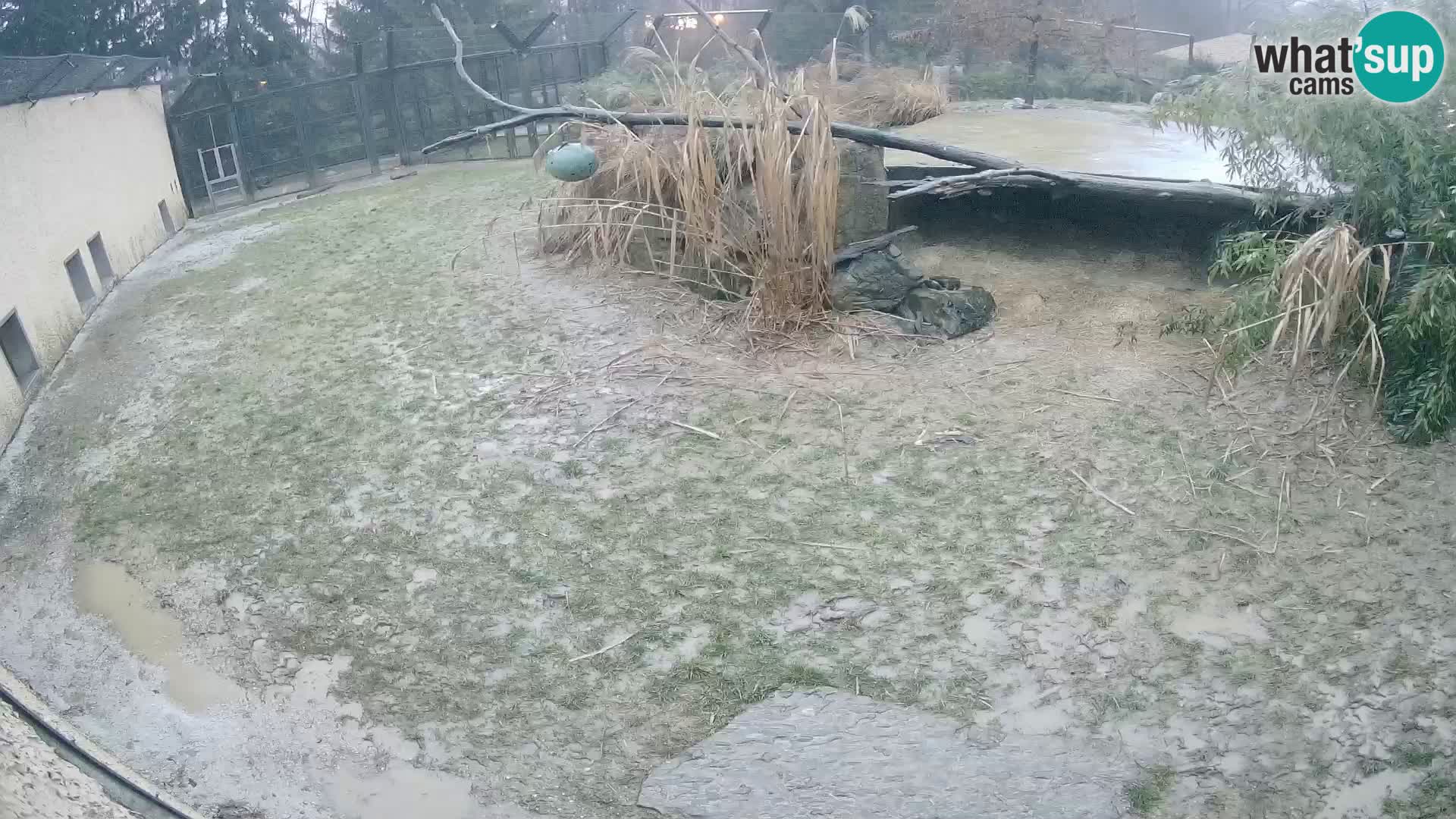 LEON Webcam en vivo en Ljubljana Zoo – Eslovenia