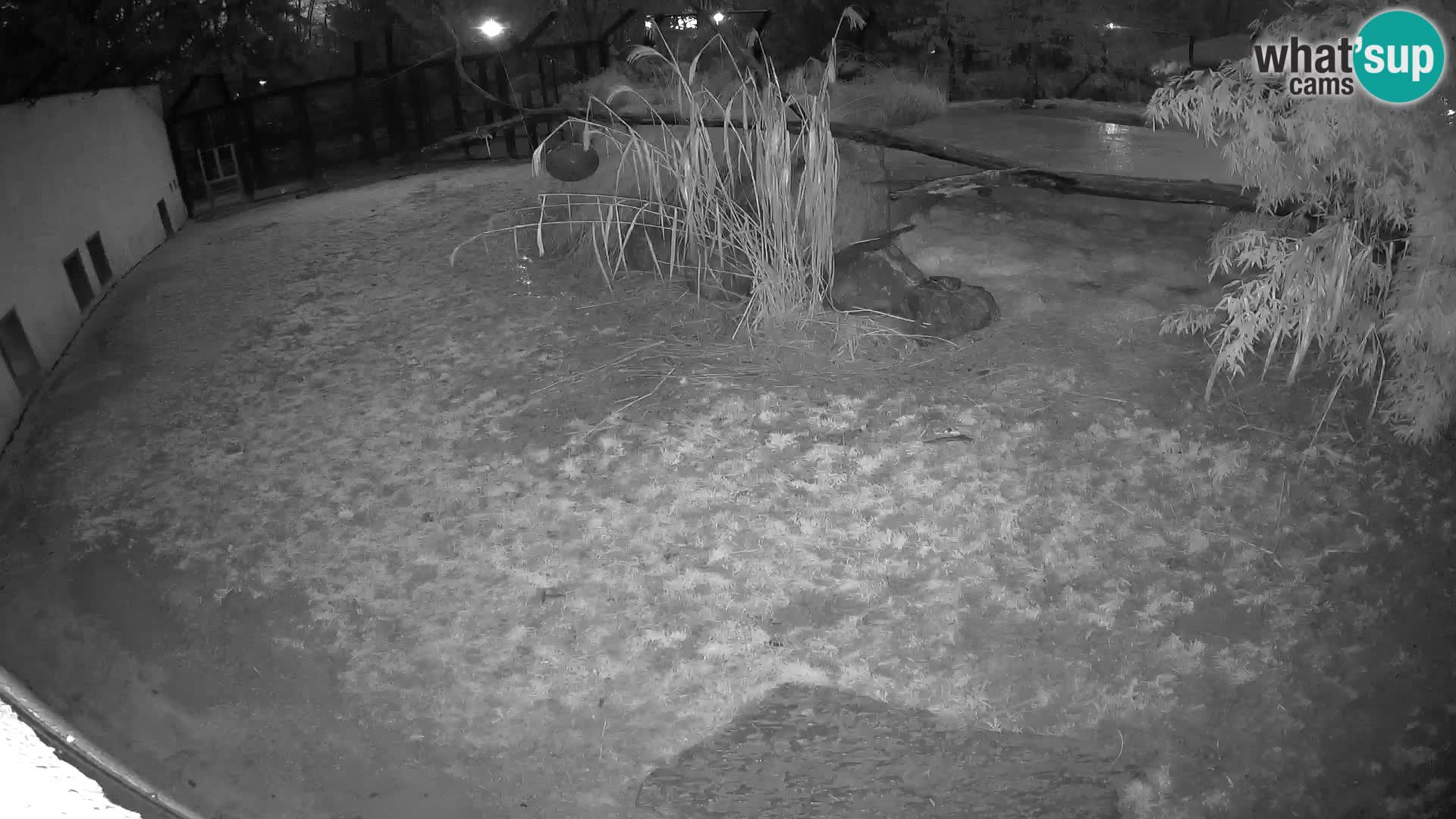 LION webcam en direct du zoo de Ljubljana – Slovénie