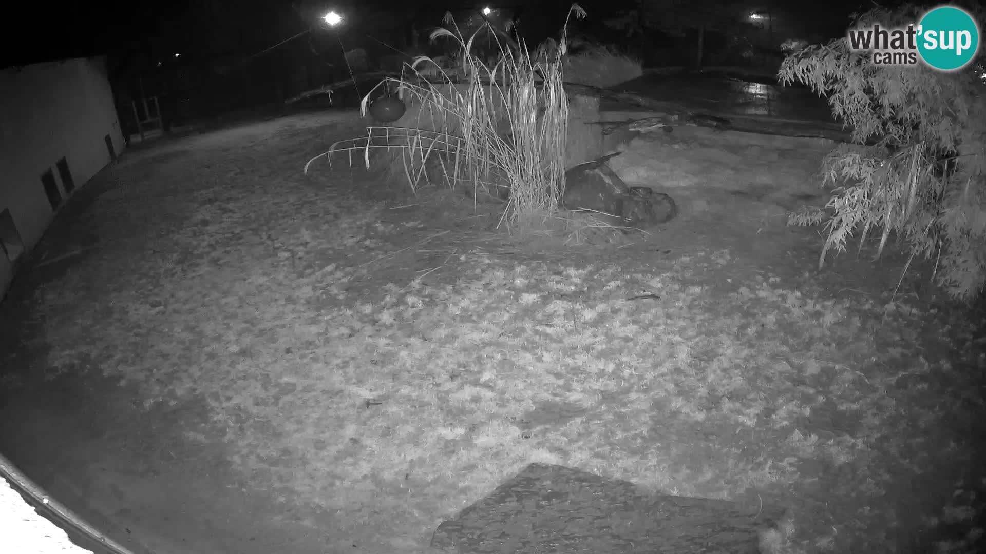 LEONE live Webcam nello zoo di Lubiana – Slovenia