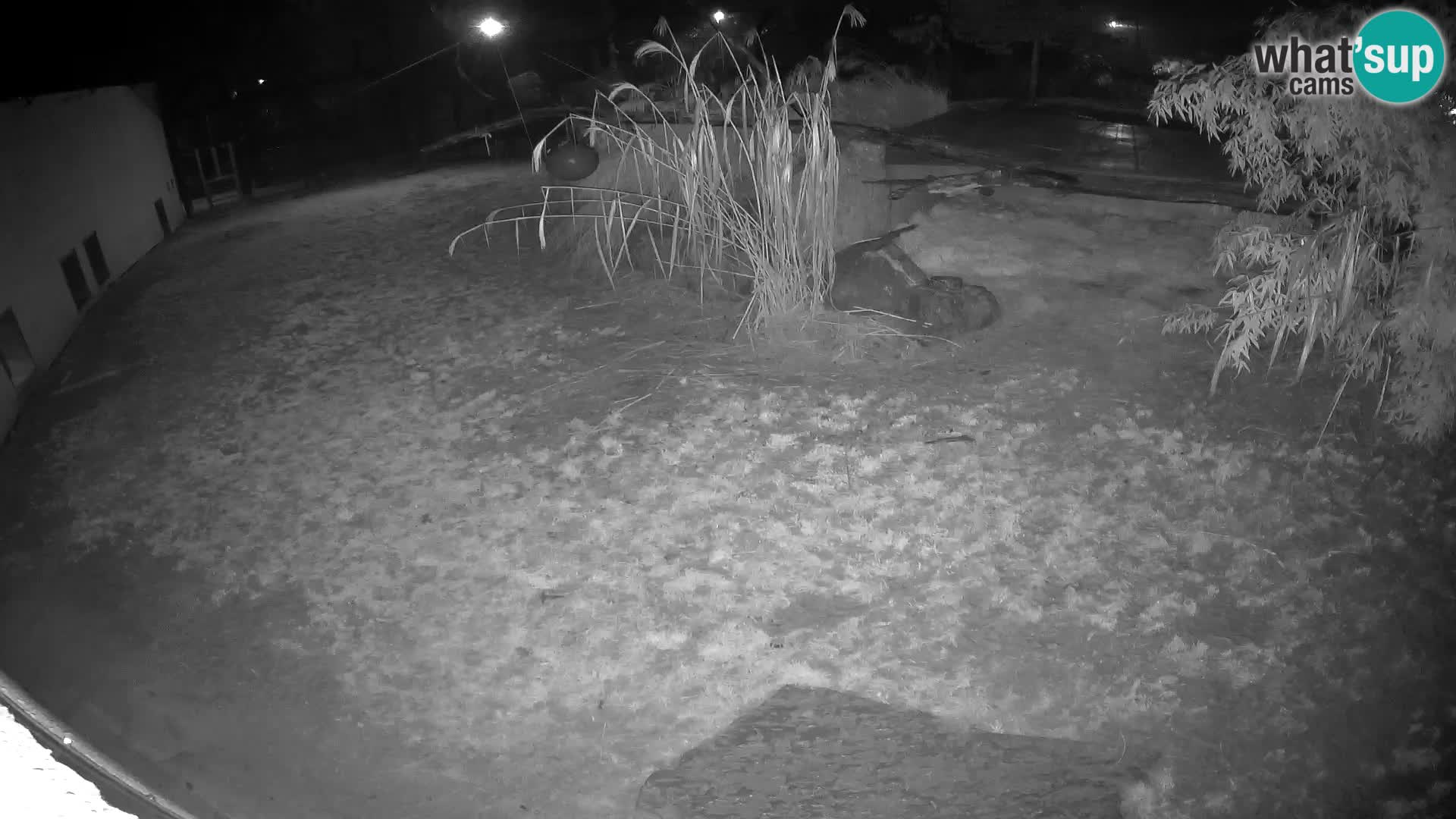 LEON Webcam en vivo en Ljubljana Zoo – Eslovenia