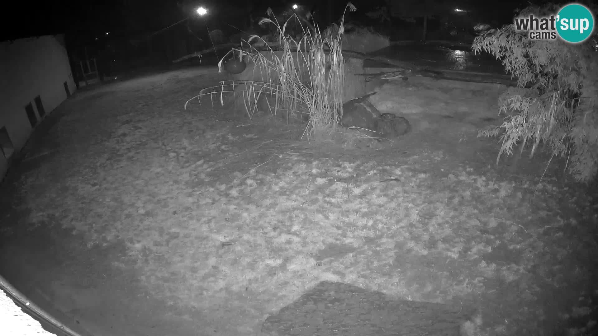 LEON Webcam en vivo en Ljubljana Zoo – Eslovenia