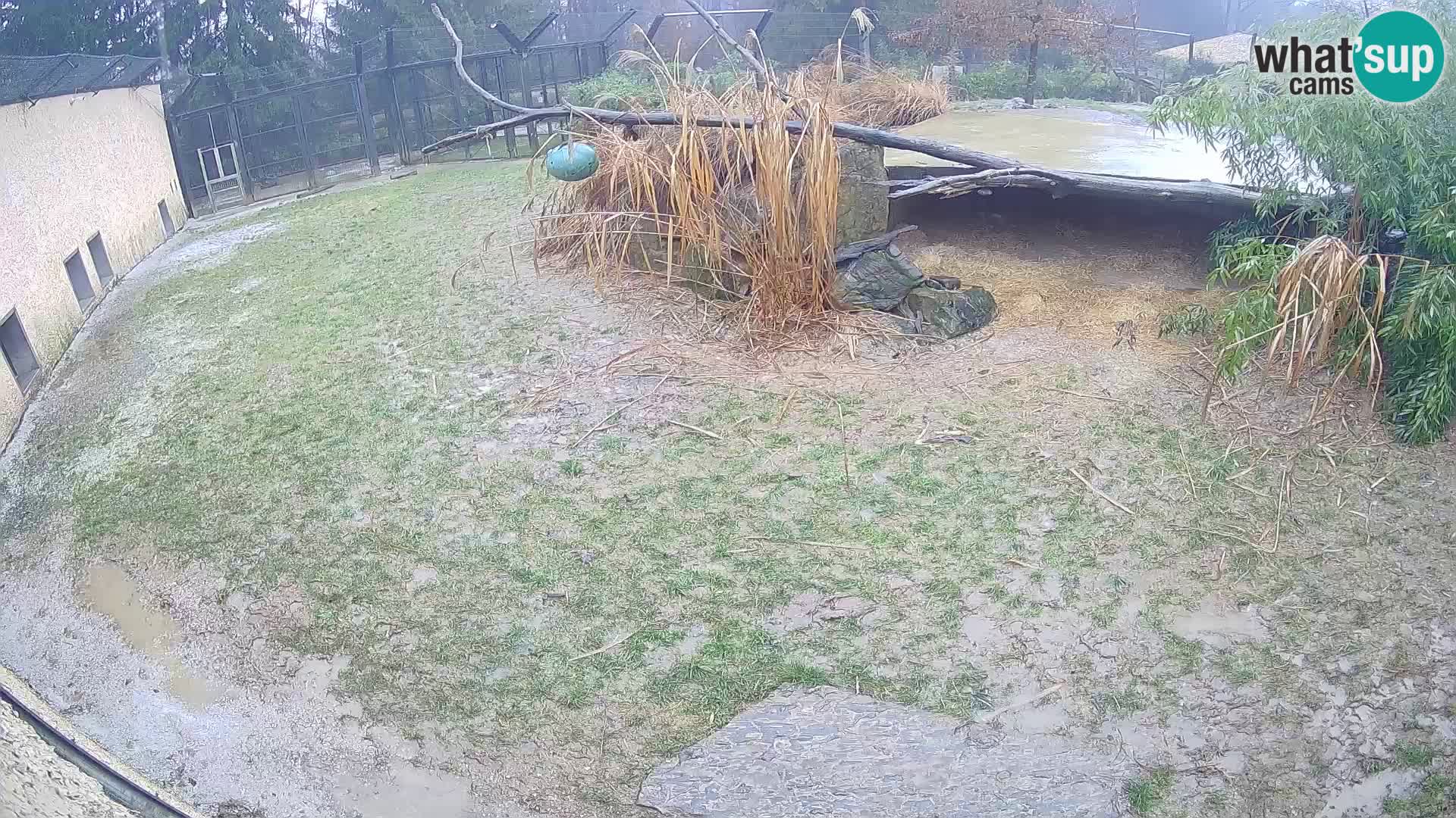 LEONE live Webcam nello zoo di Lubiana – Slovenia