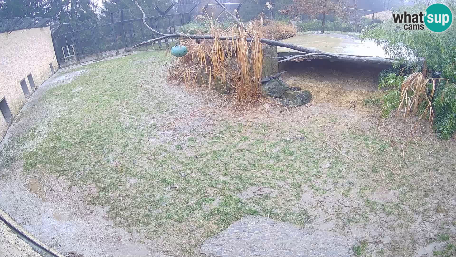 Lavovi web kamera uživo u ljubljanskom zoološkom vrtu – Slovenija