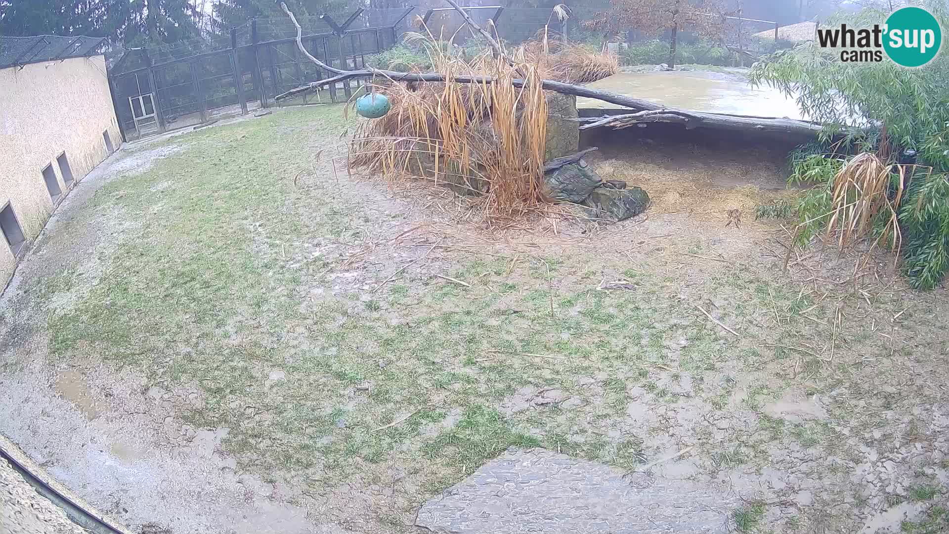 Lavovi web kamera uživo u ljubljanskom zoološkom vrtu – Slovenija