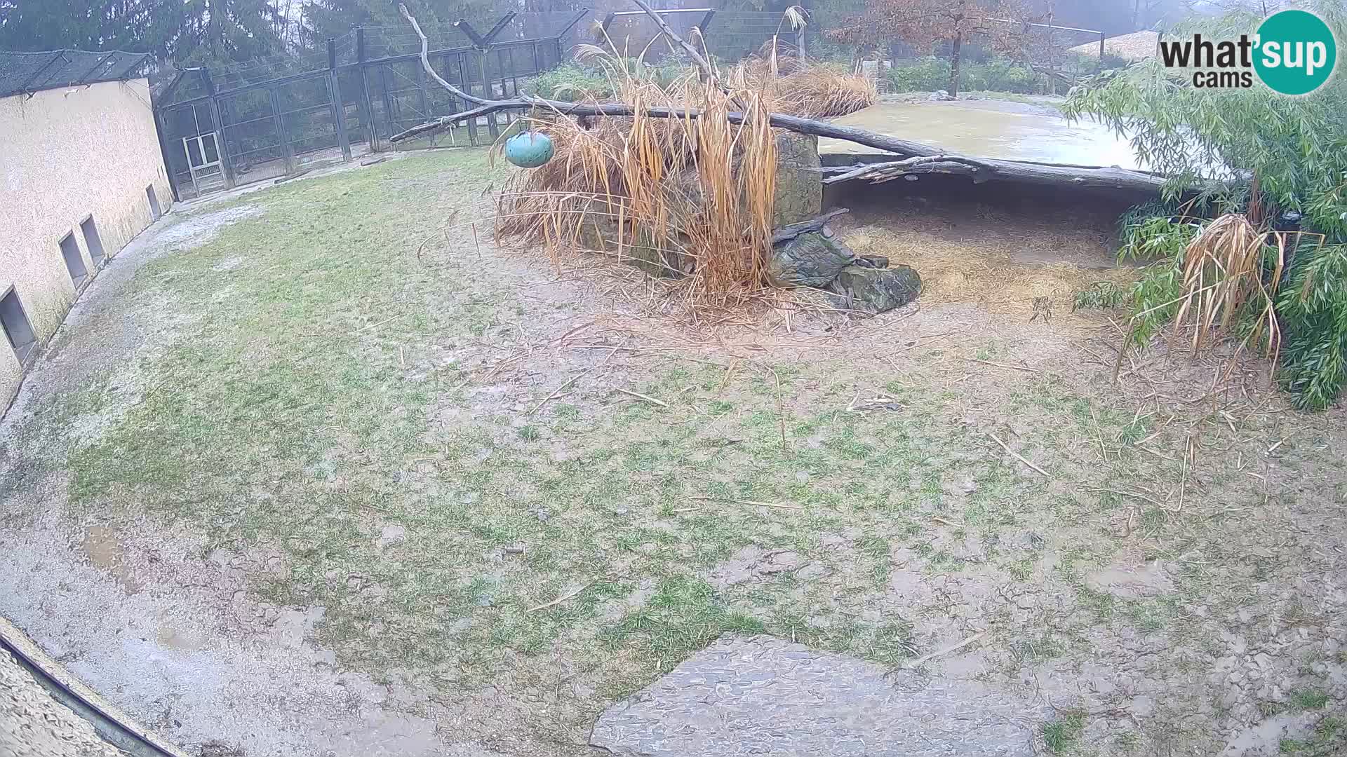 LION live Webcam in Ljubljana Zoo – Slovenia