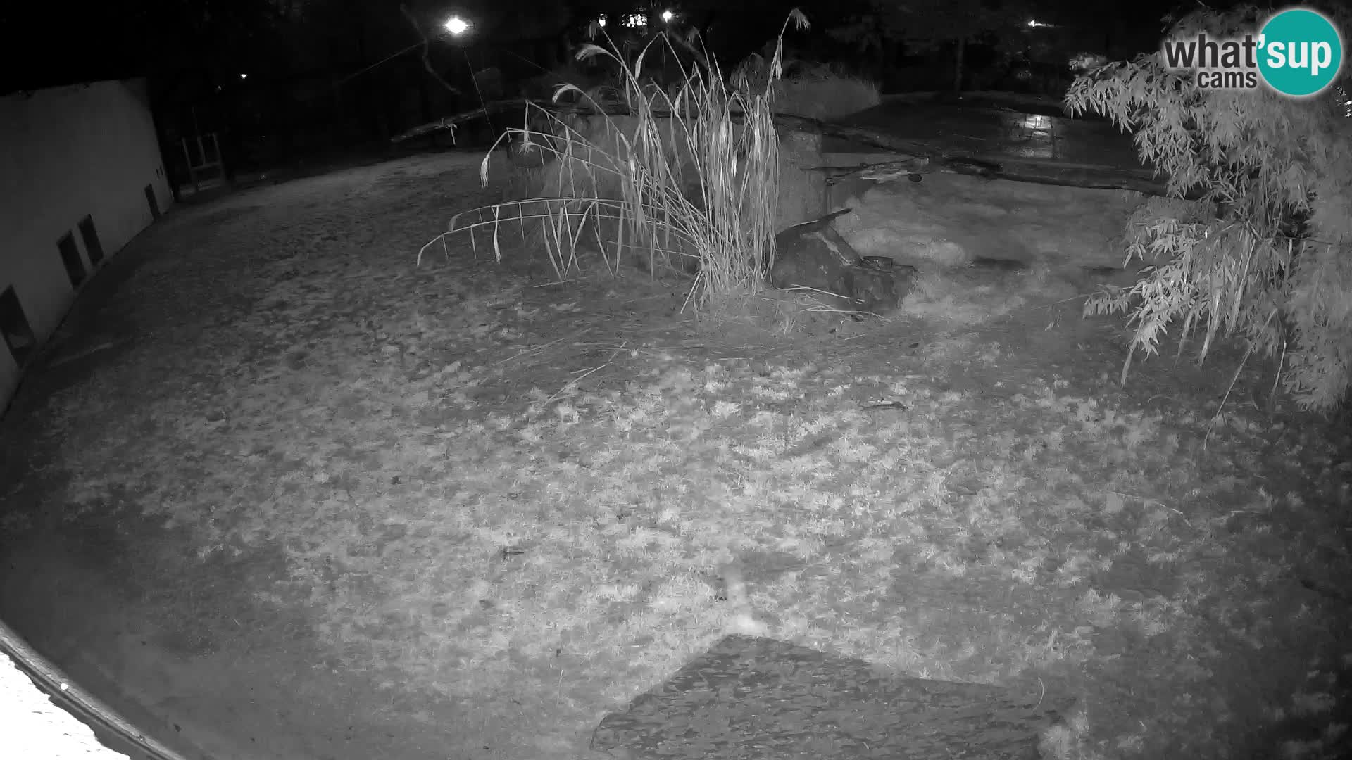 LION live Webcam in Ljubljana Zoo – Slovenia