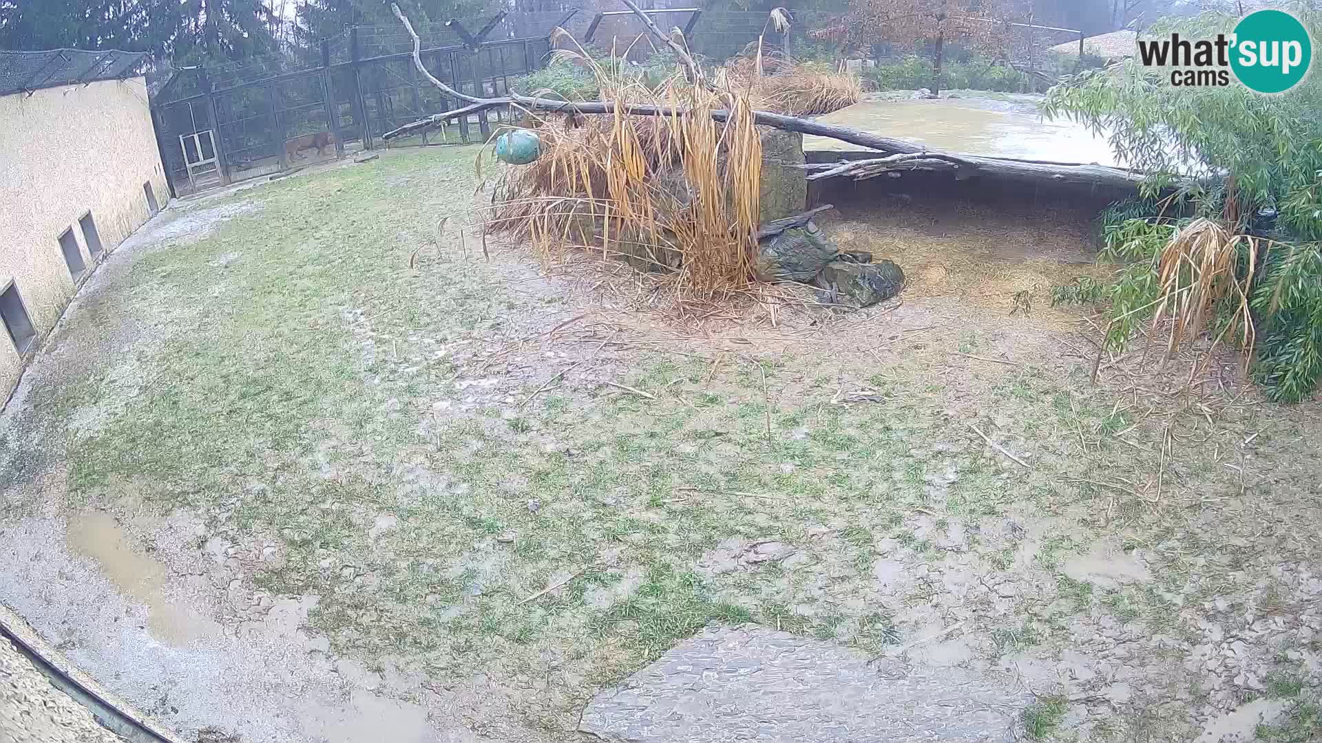Löwe live Webcam im Zoo von Ljubljana – Slowenien