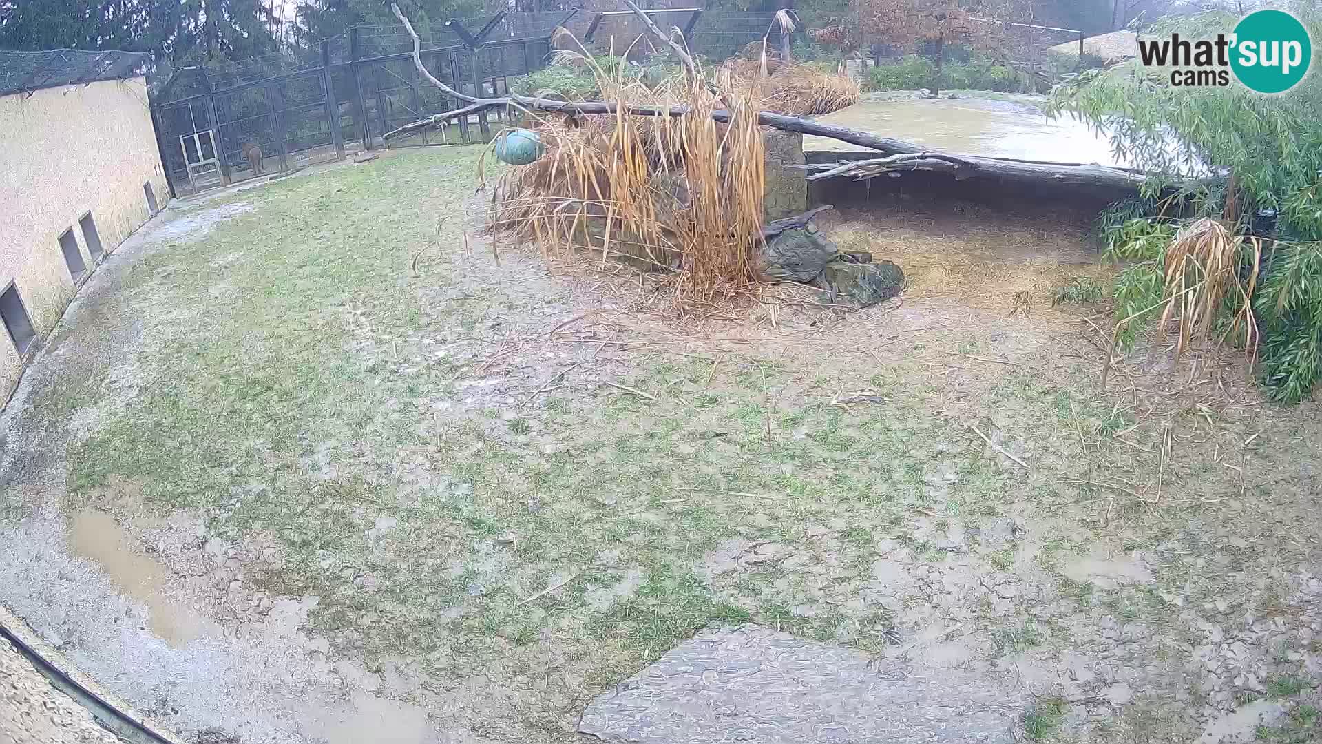 Löwe live Webcam im Zoo von Ljubljana – Slowenien