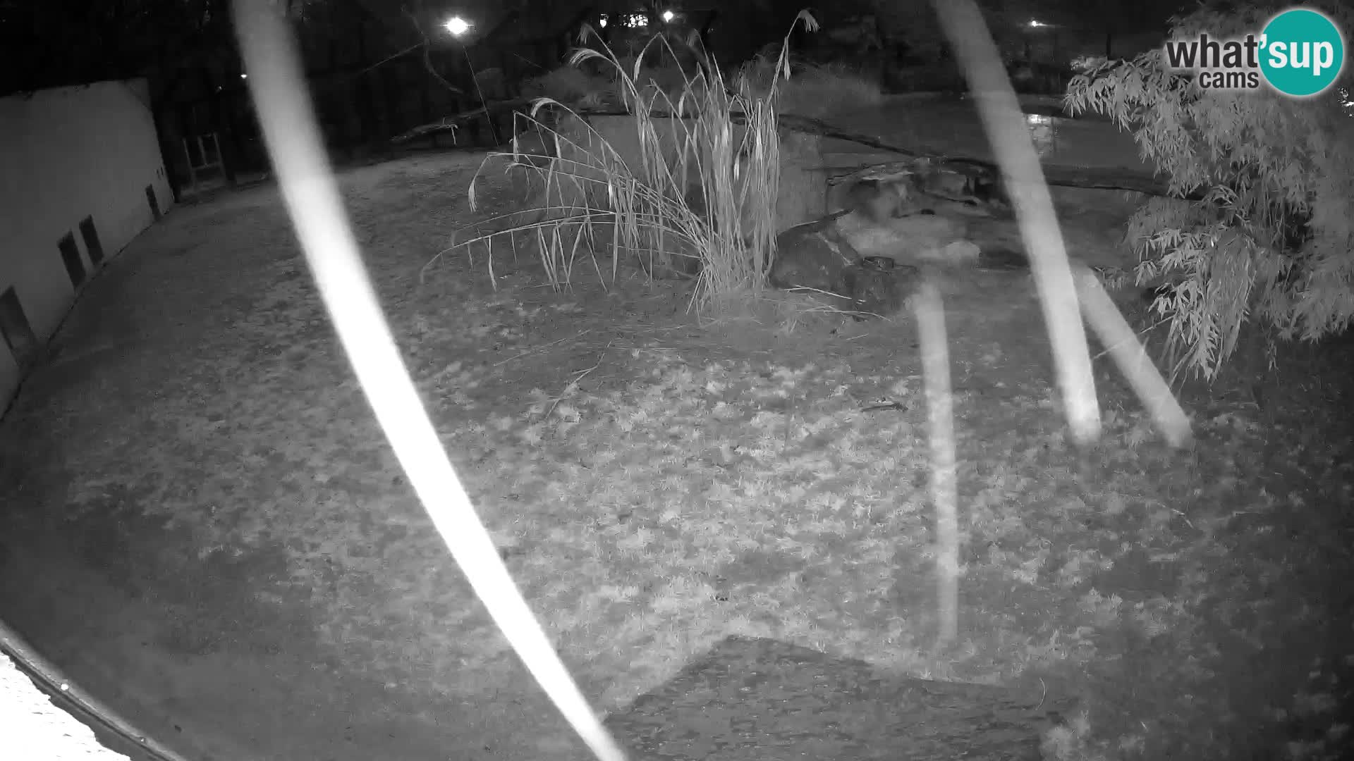 LEON Webcam en vivo en Ljubljana Zoo – Eslovenia