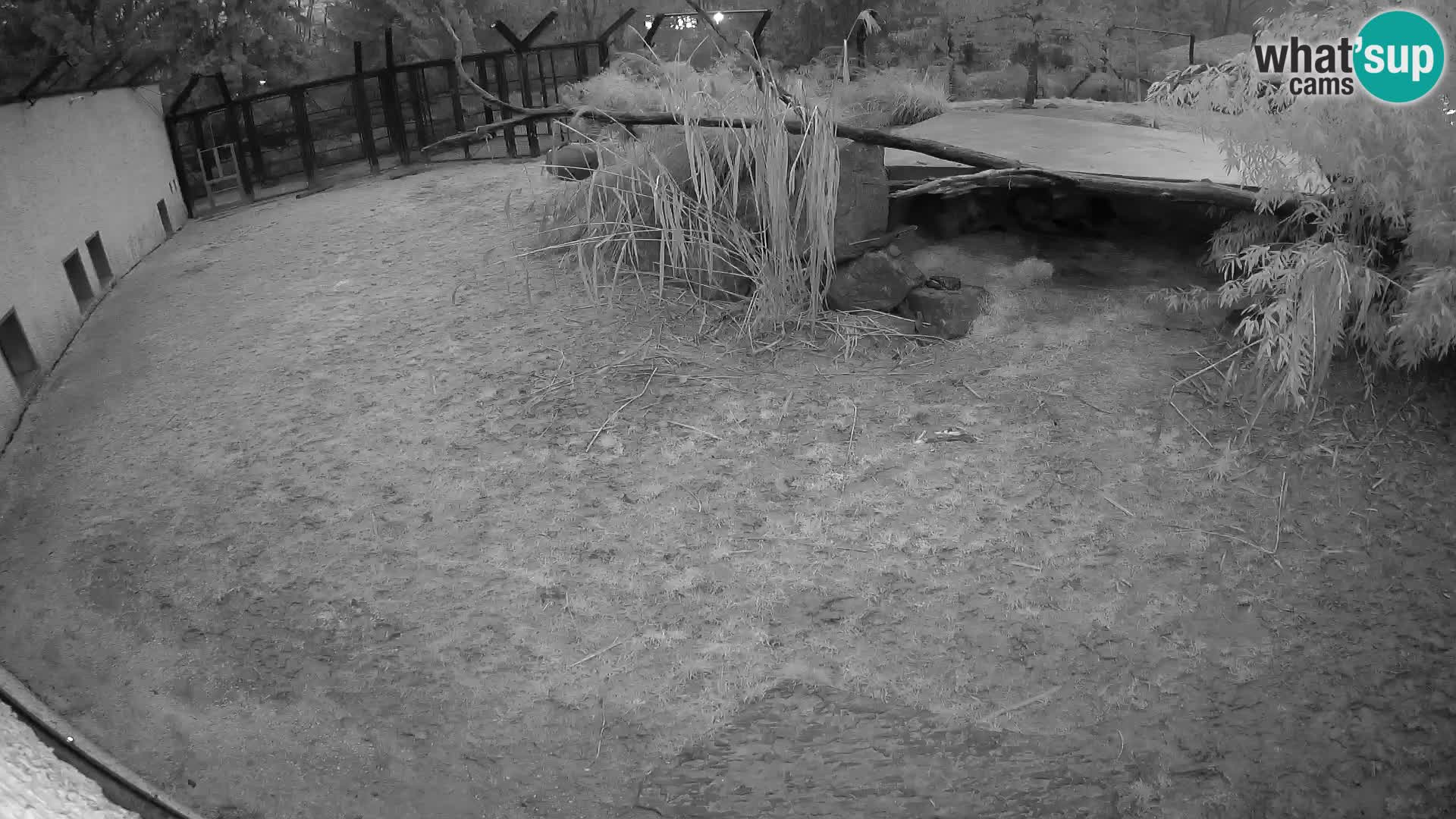 LEONE live Webcam nello zoo di Lubiana – Slovenia