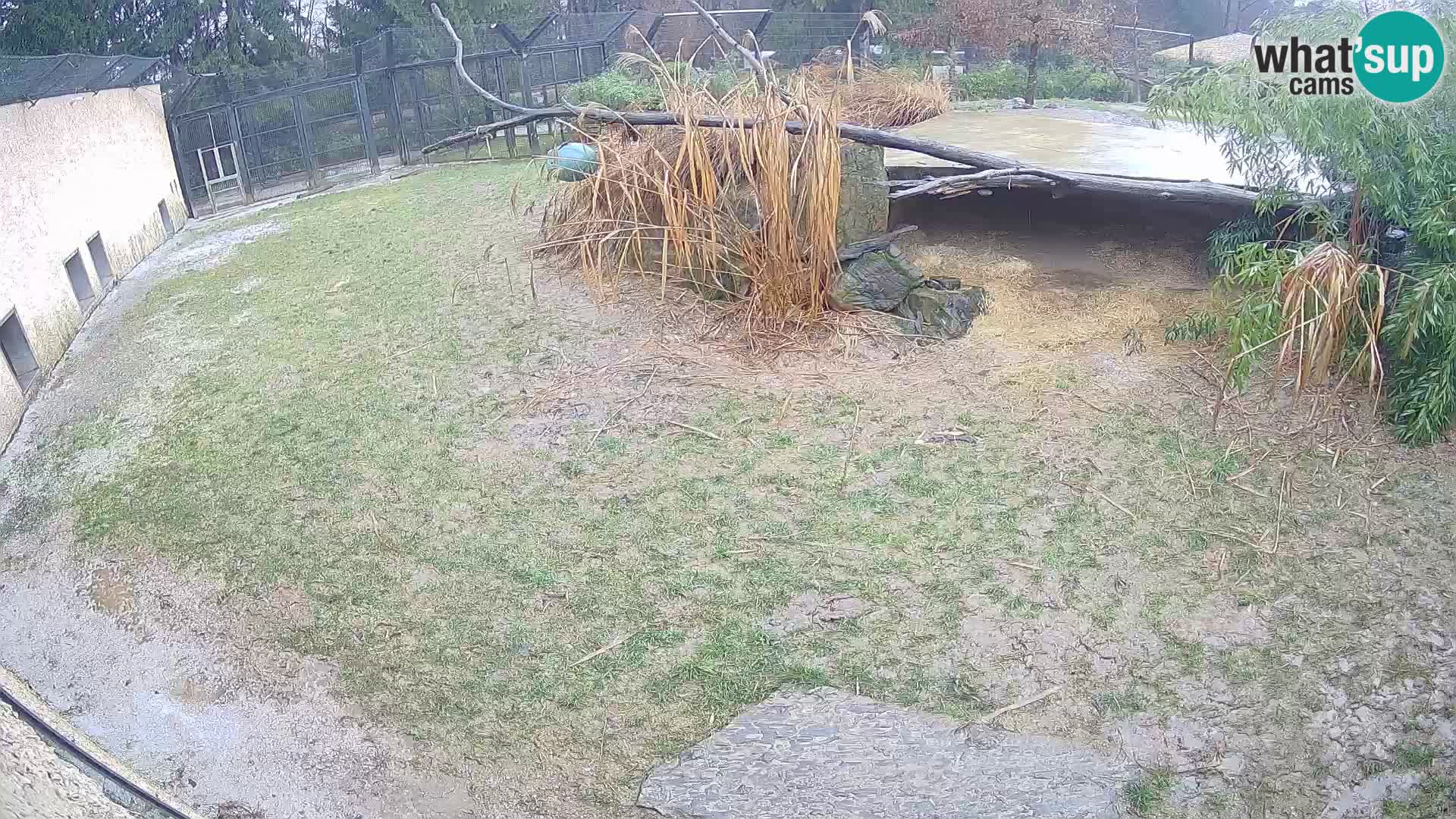 LEONE live Webcam nello zoo di Lubiana – Slovenia