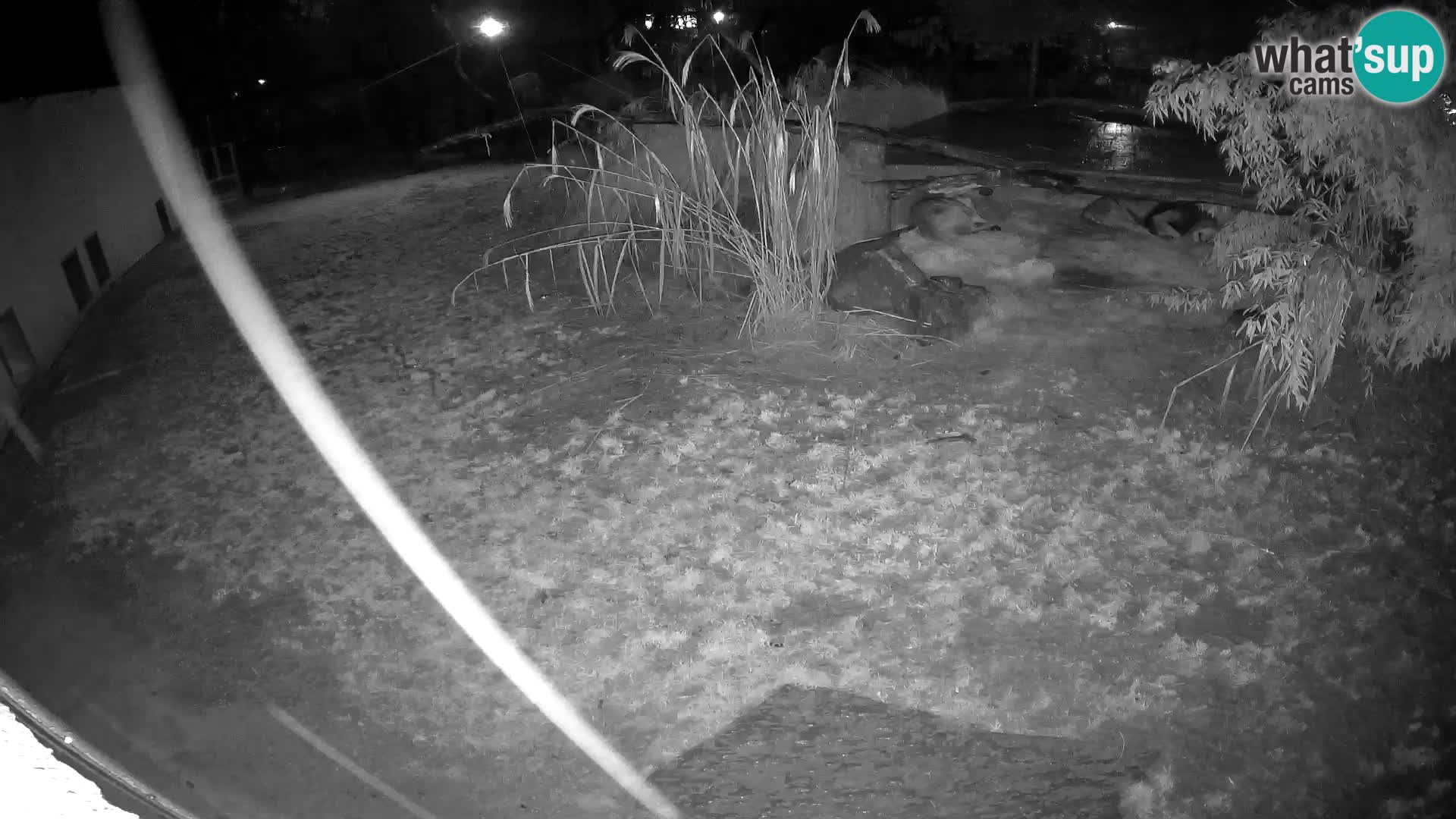 LEVI spletna kamera v živalskem vrtu Ljubljana Zoo