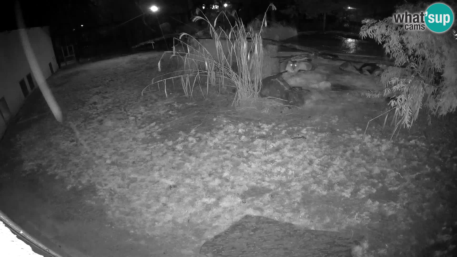 LION webcam en direct du zoo de Ljubljana – Slovénie