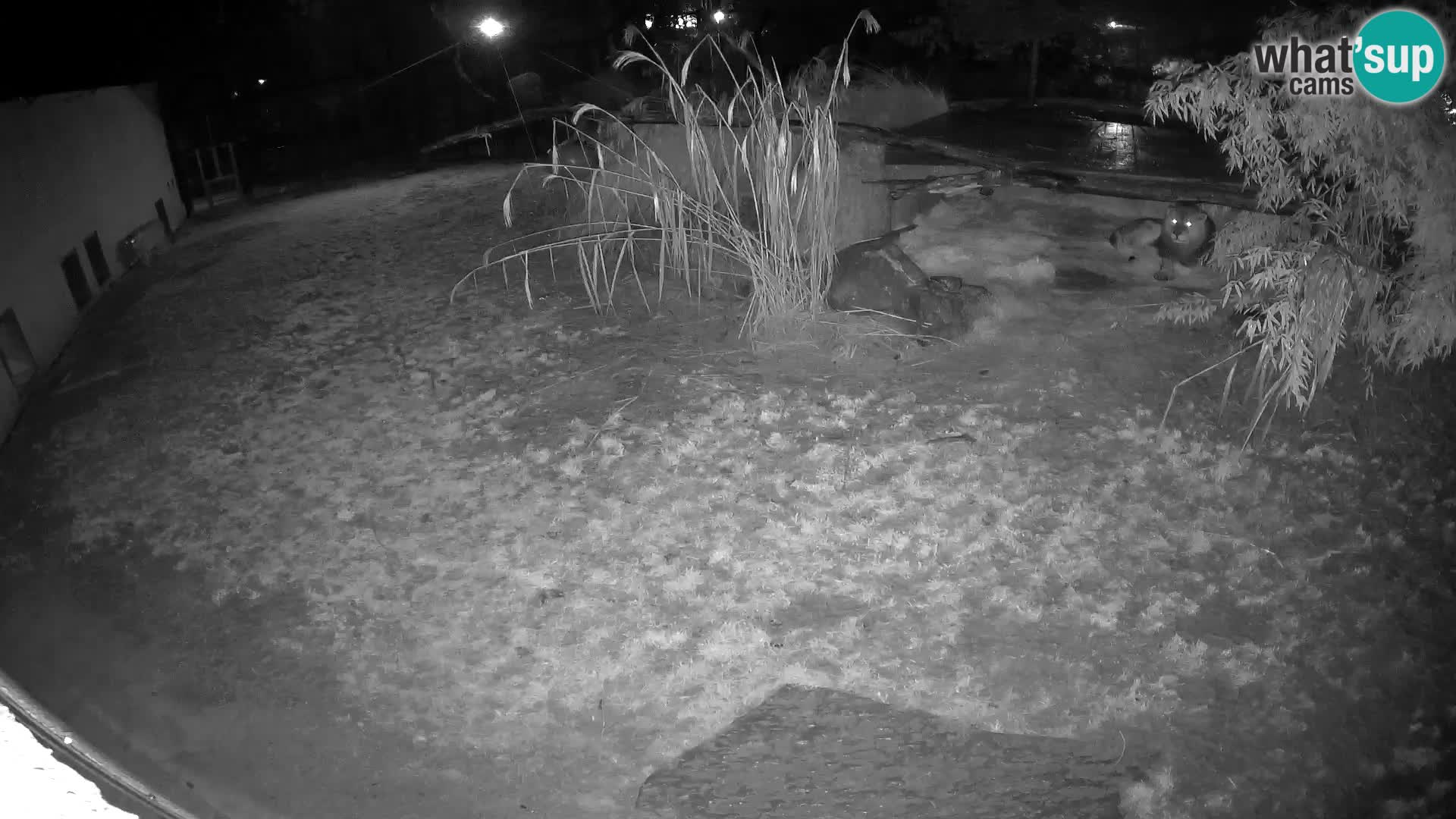 LION live Webcam in Ljubljana Zoo – Slovenia