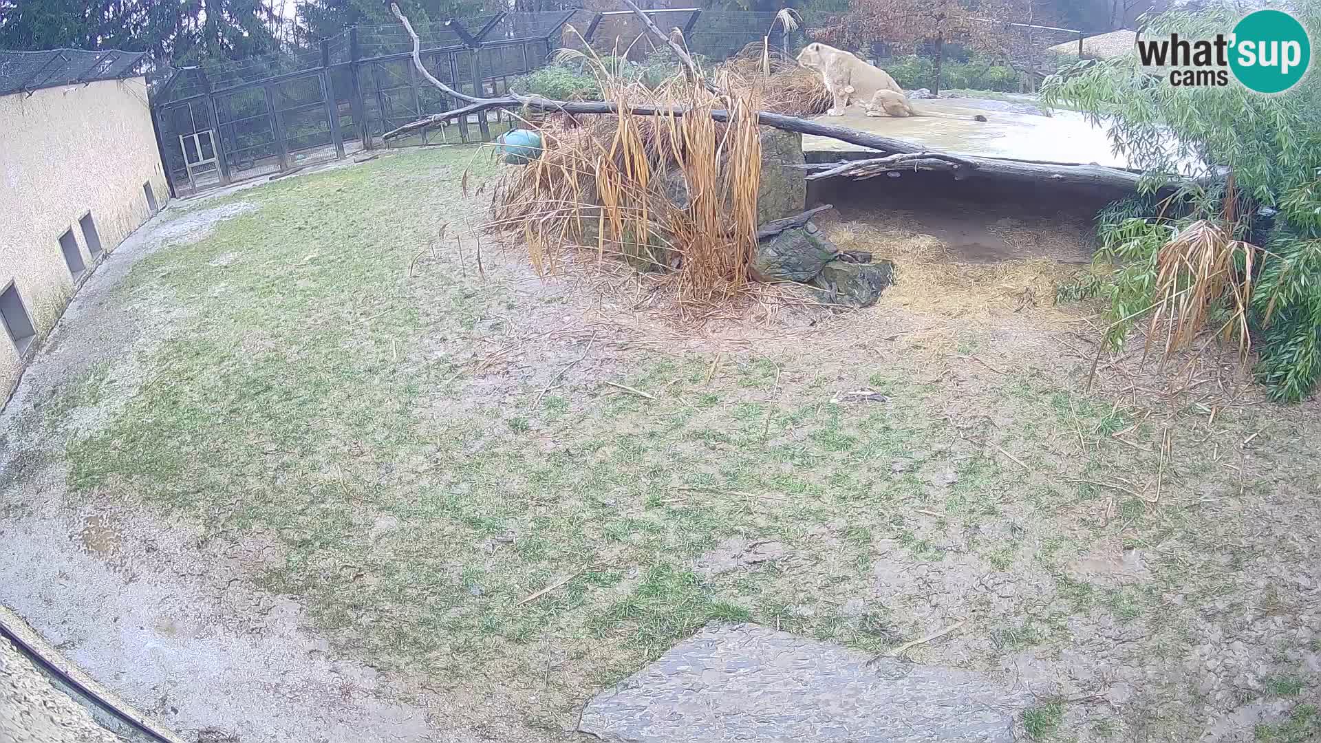 Löwe live Webcam im Zoo von Ljubljana – Slowenien